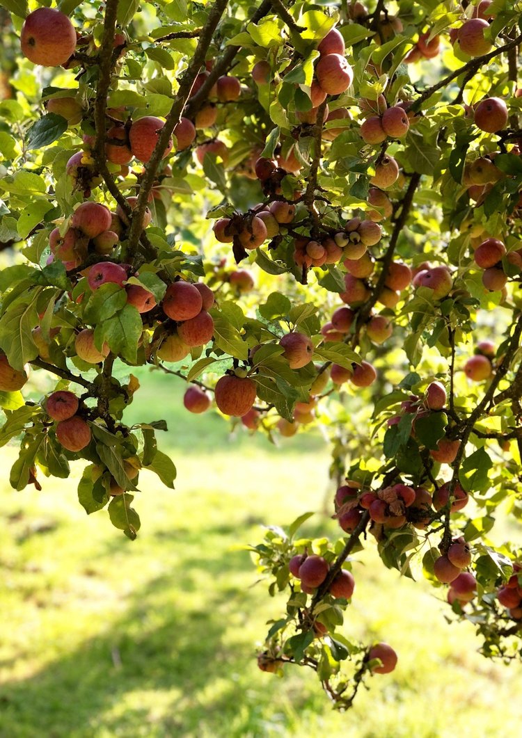 Apples ripening in the orchard at Hanham Court