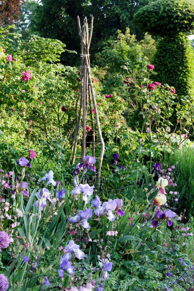 Irises and early roses at Hanham Court in May
