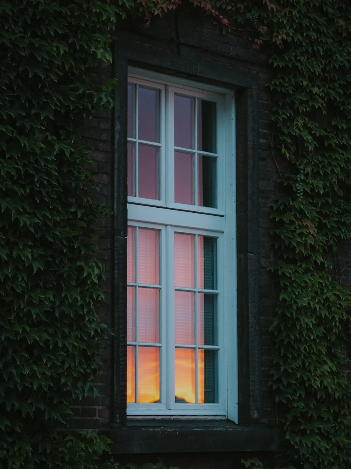 A window on a brick wall with green ivy leaves surrounding it, reflecting a sunset sky.