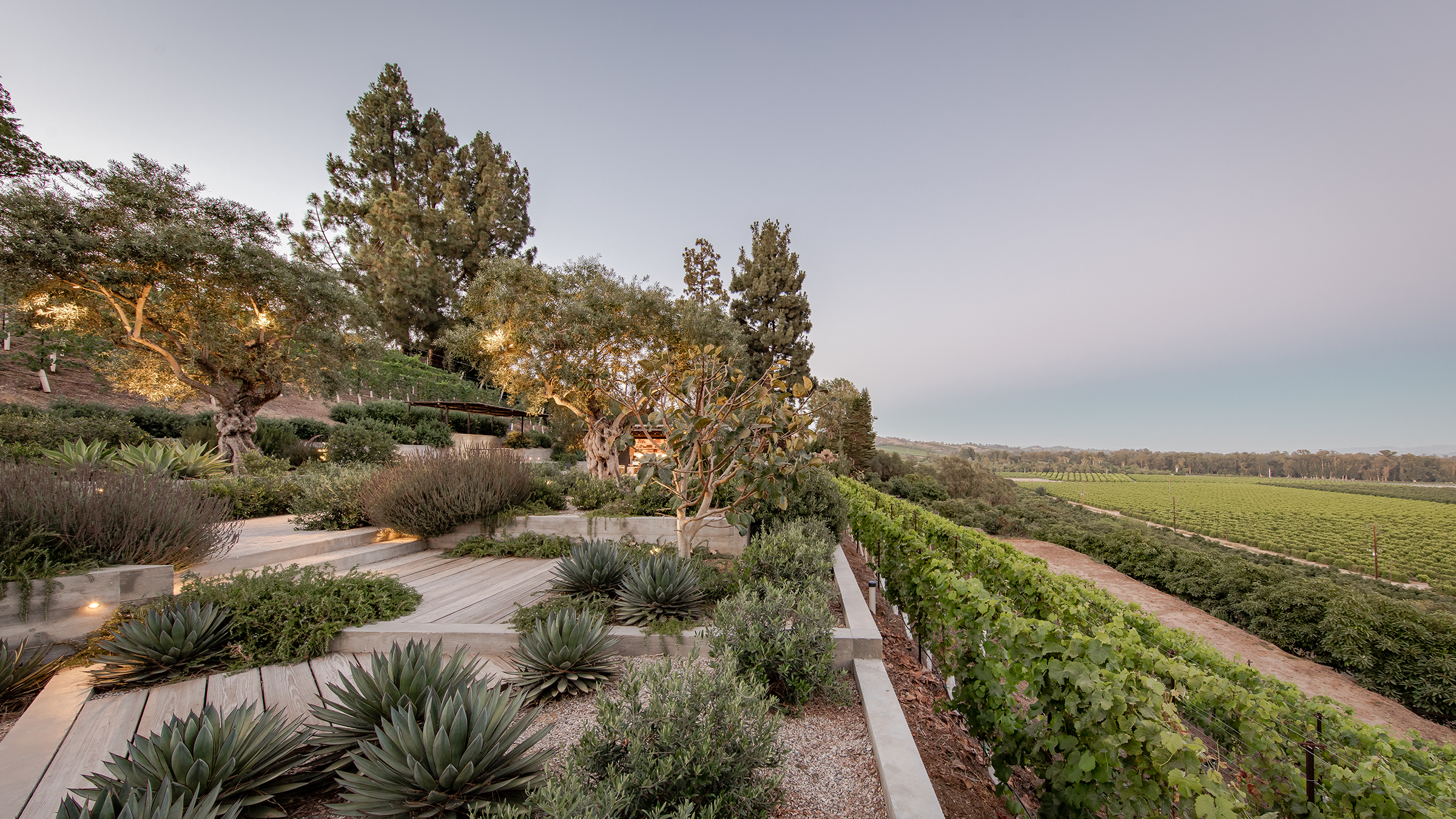 A scenic view of a vineyard and garden with green bushes and trees during dusk.