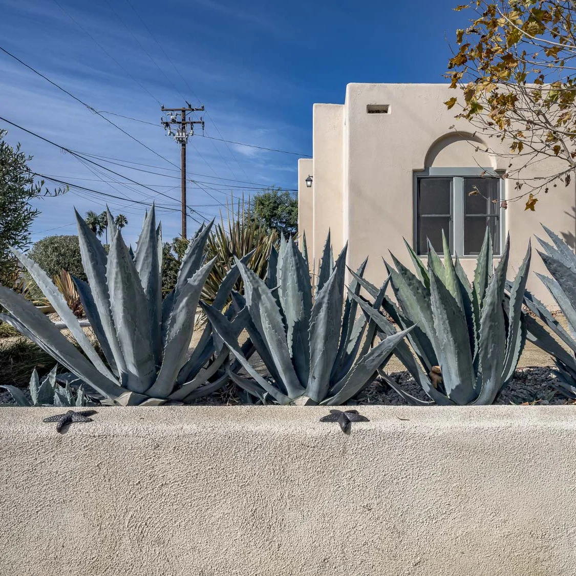 A photo of desert plants, specifically agave, in front of a stucco house with an arched window under a blue sky.