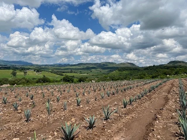 The hiking trails in the Agave hills behind us are stunning, offering breathtaking views of the mountains and rolling hills.