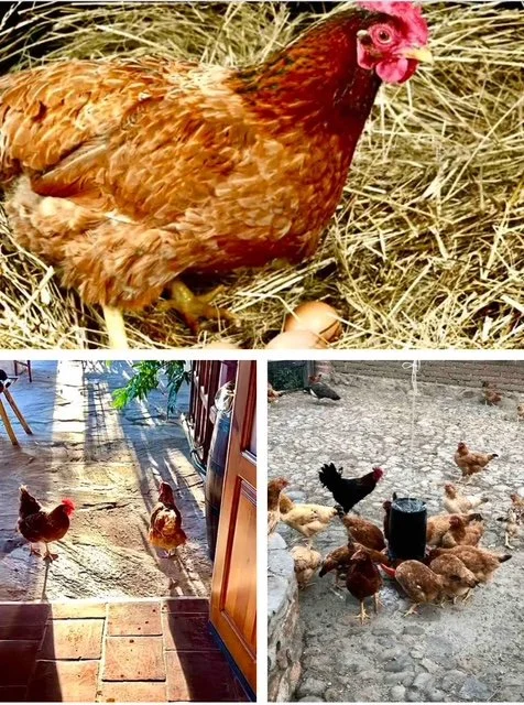 Enjoy our delicious, farm-fresh eggs.