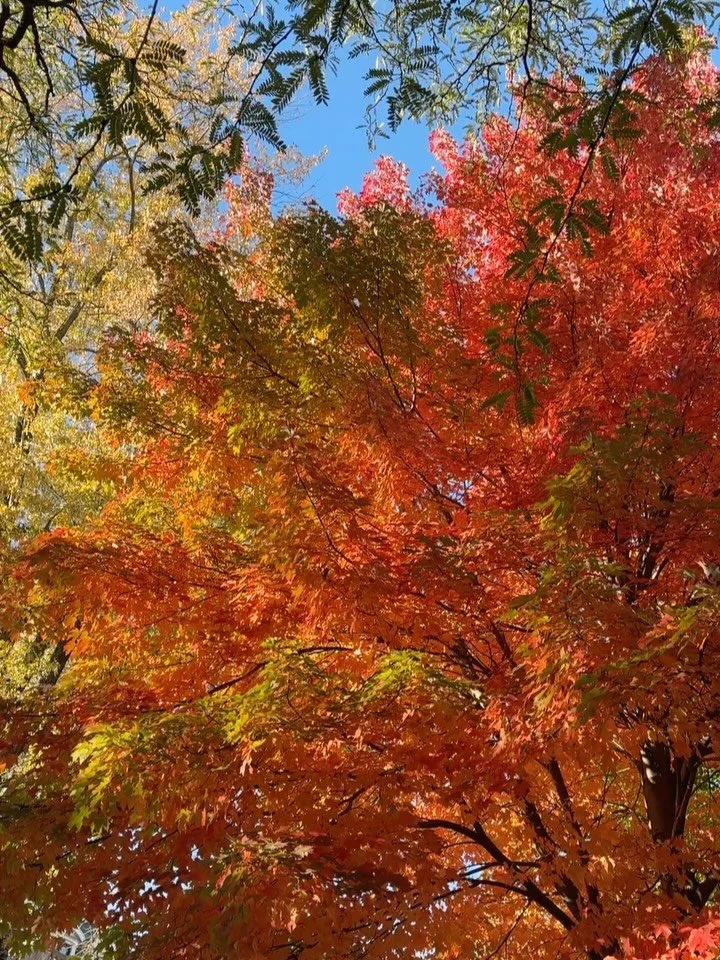 No pots, just some fantastic foliage #chicago #foliage