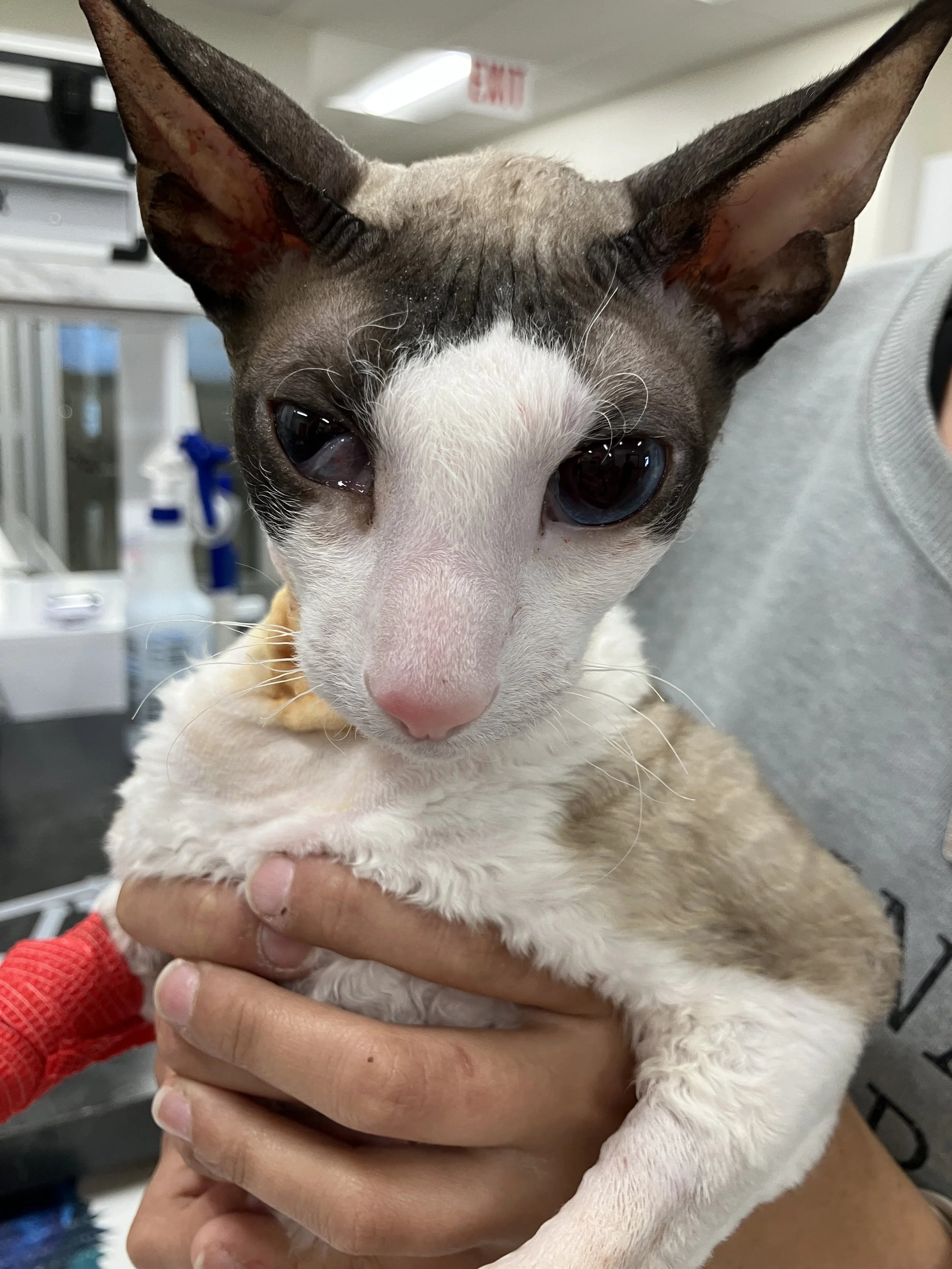 Ventral Bulla Osteotomy — VSx Veterinary Surgery