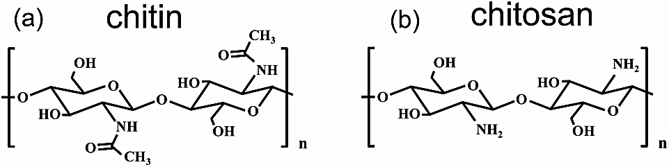 Structural diagrams of two polysaccharides, chitin on the left with N-acetylglucosamine units and chitosan on the right with deacetylated glucosamine units, labeled as (a) and (b).