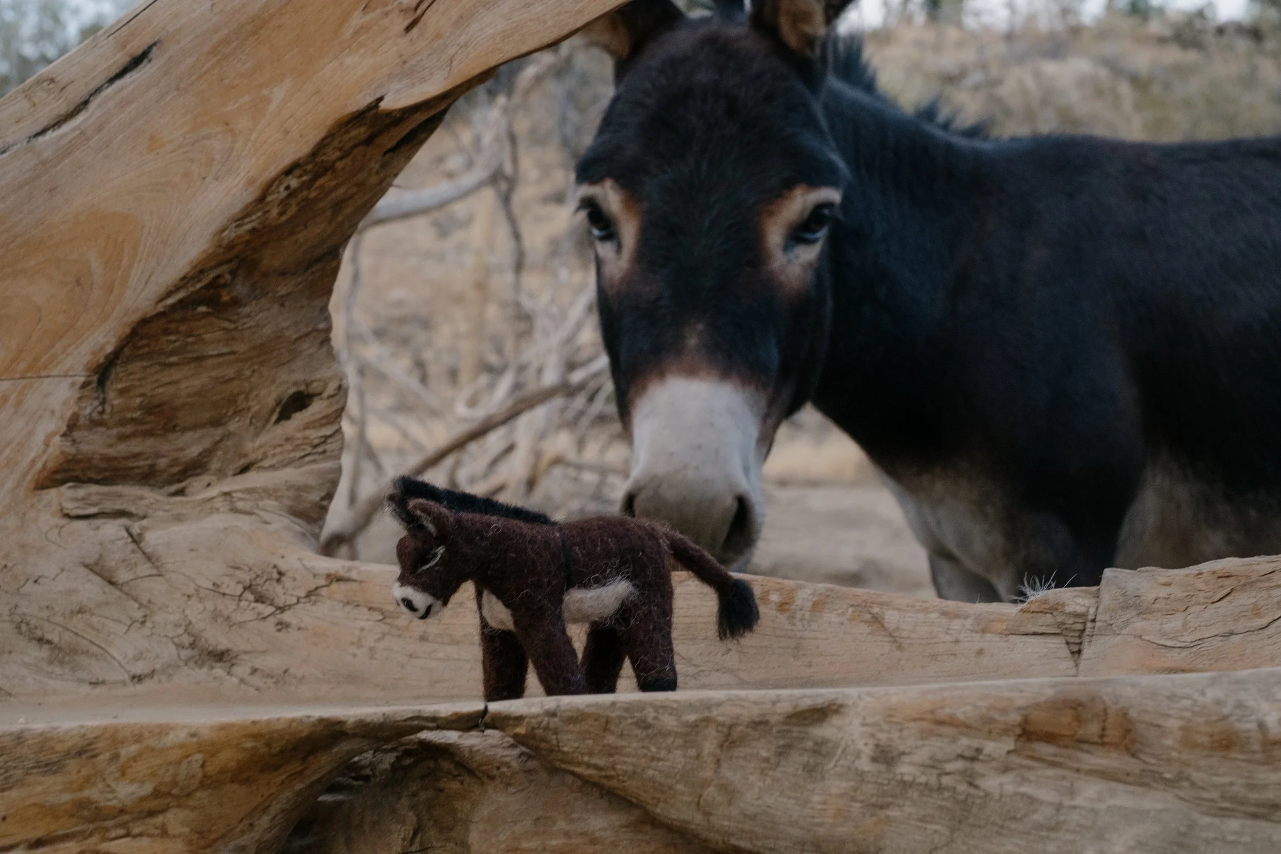 Felted Wool Donkeys-059.jpg