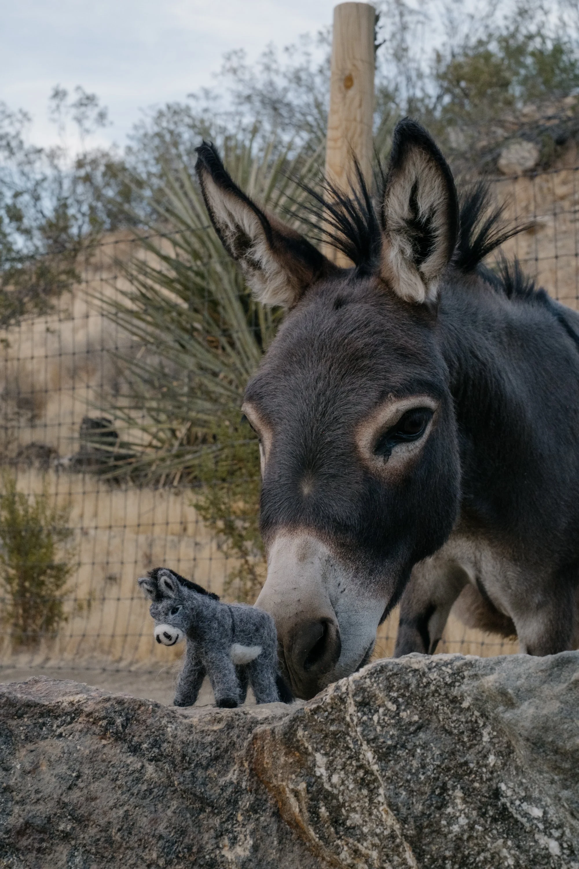 Felted Wool Donkeys-056.jpg