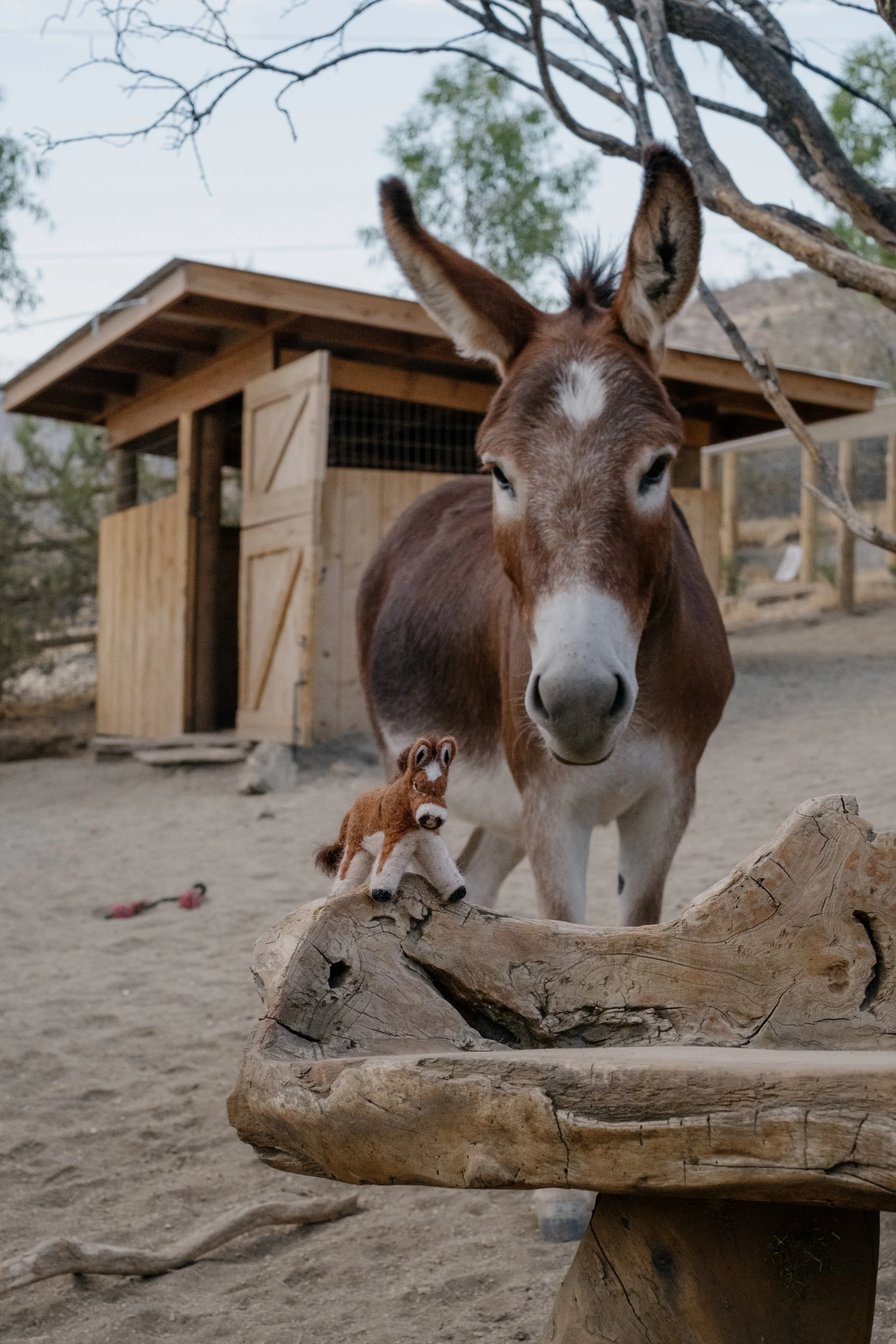 Felted Wool Donkeys-064.jpg