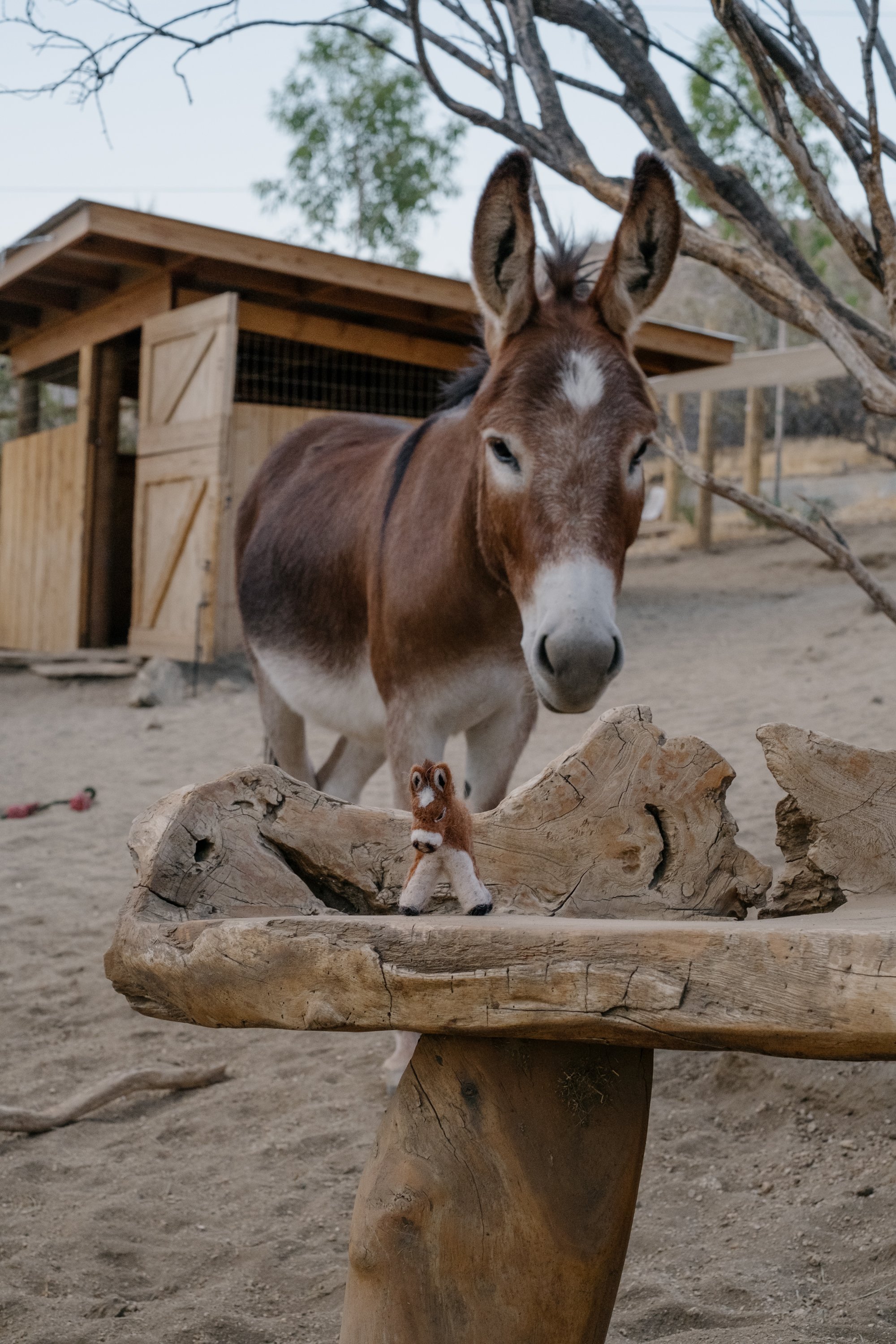 Felted Wool Donkeys-063.jpg