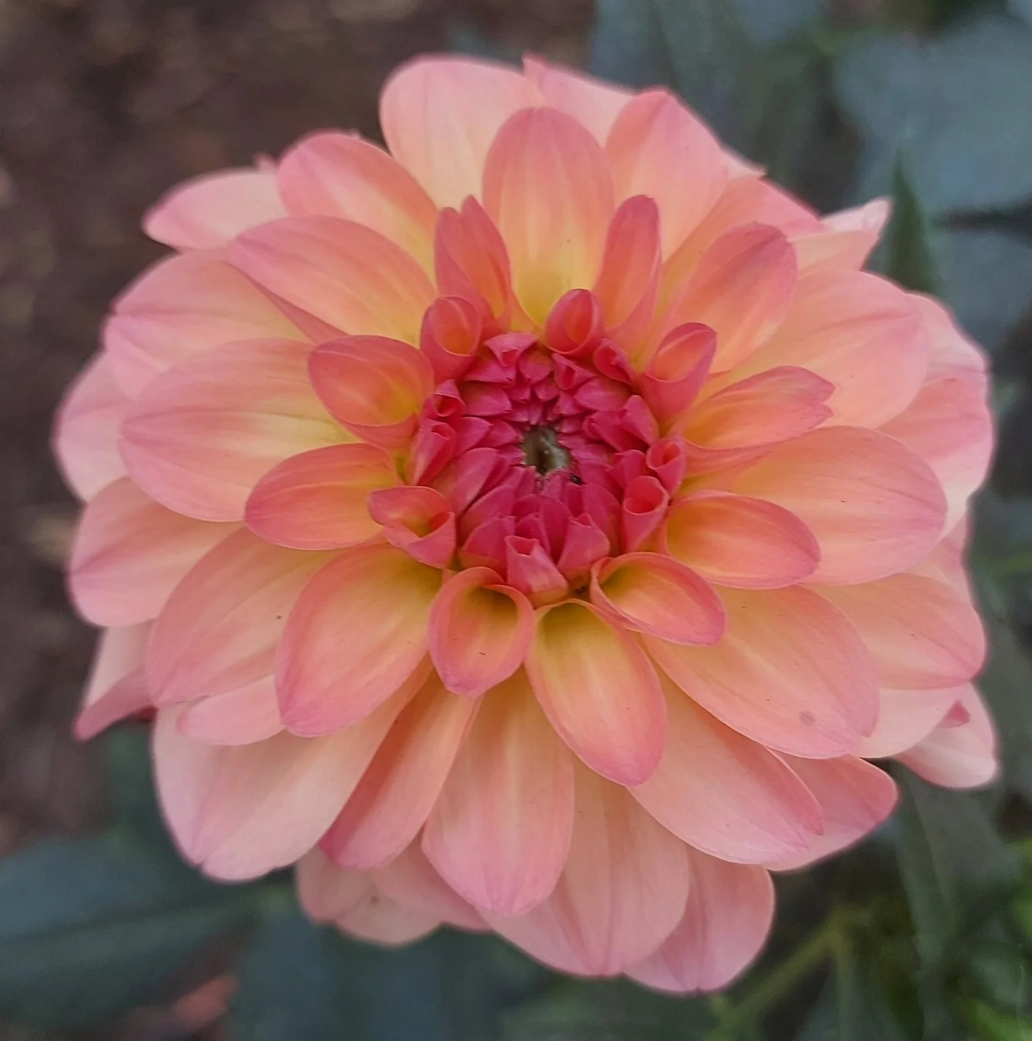 The Garden, the Women and the Womb