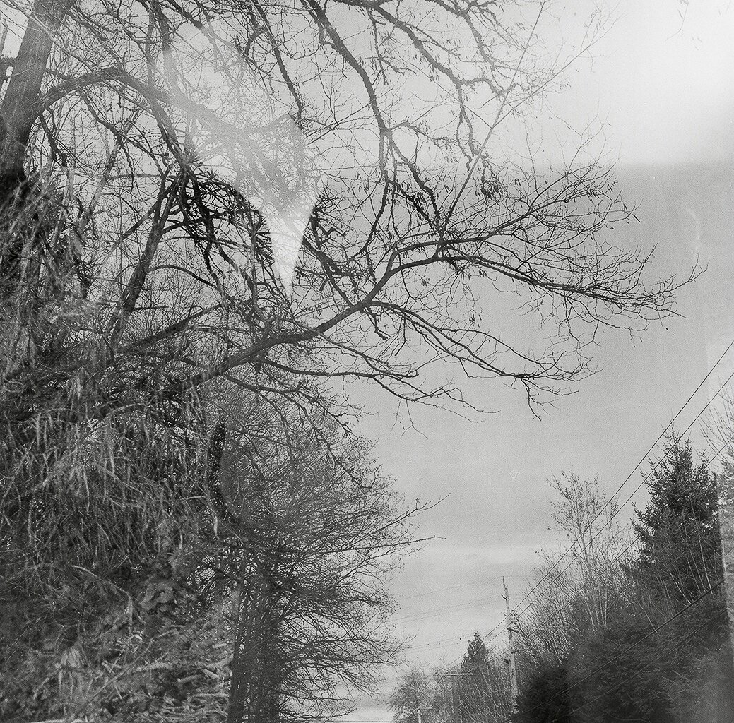 Black and white photo of leafless trees along a road, with power lines crossing through the scene.