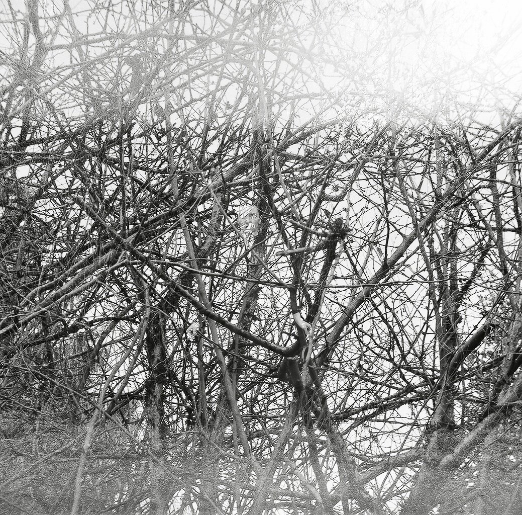 Tree branches covered in snow on a winter day with overcast sky.