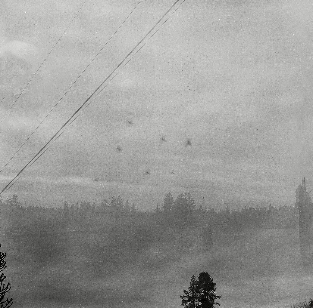 Black and white photo of a sky with mist and evergreen trees along the horizon and several airplanes flying in formation.