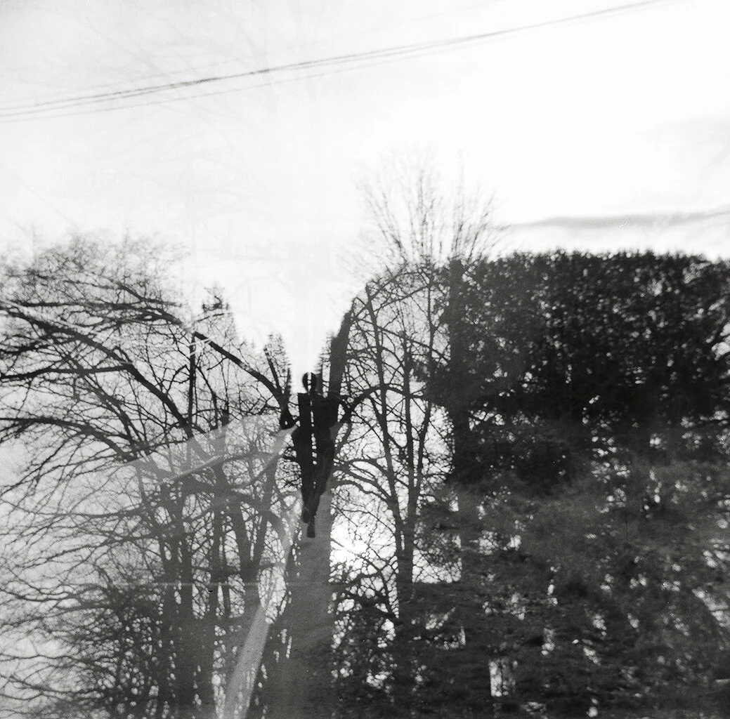 Black and white photo of leafless and evergreen trees, with a utility pole and wires, against a cloudy sky.