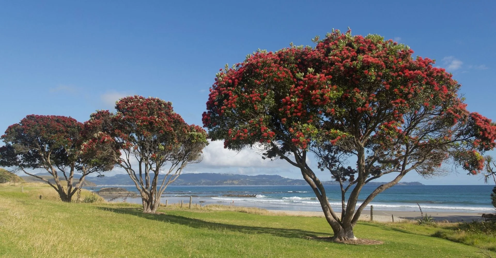 three pohutukawa trees near beach