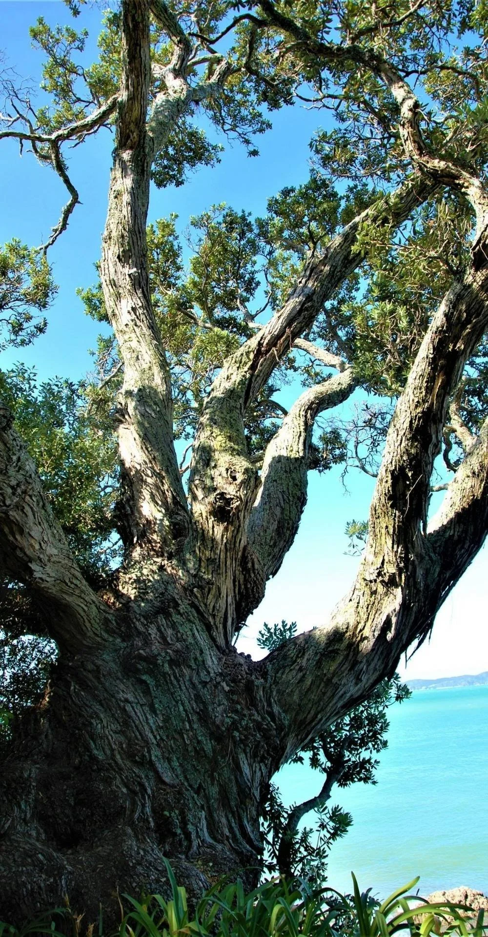 pohutukawa tree truck with large branches near the beach
