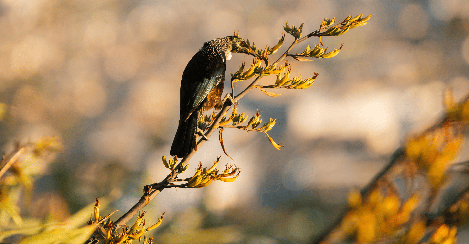 tui drinking from flax flowers