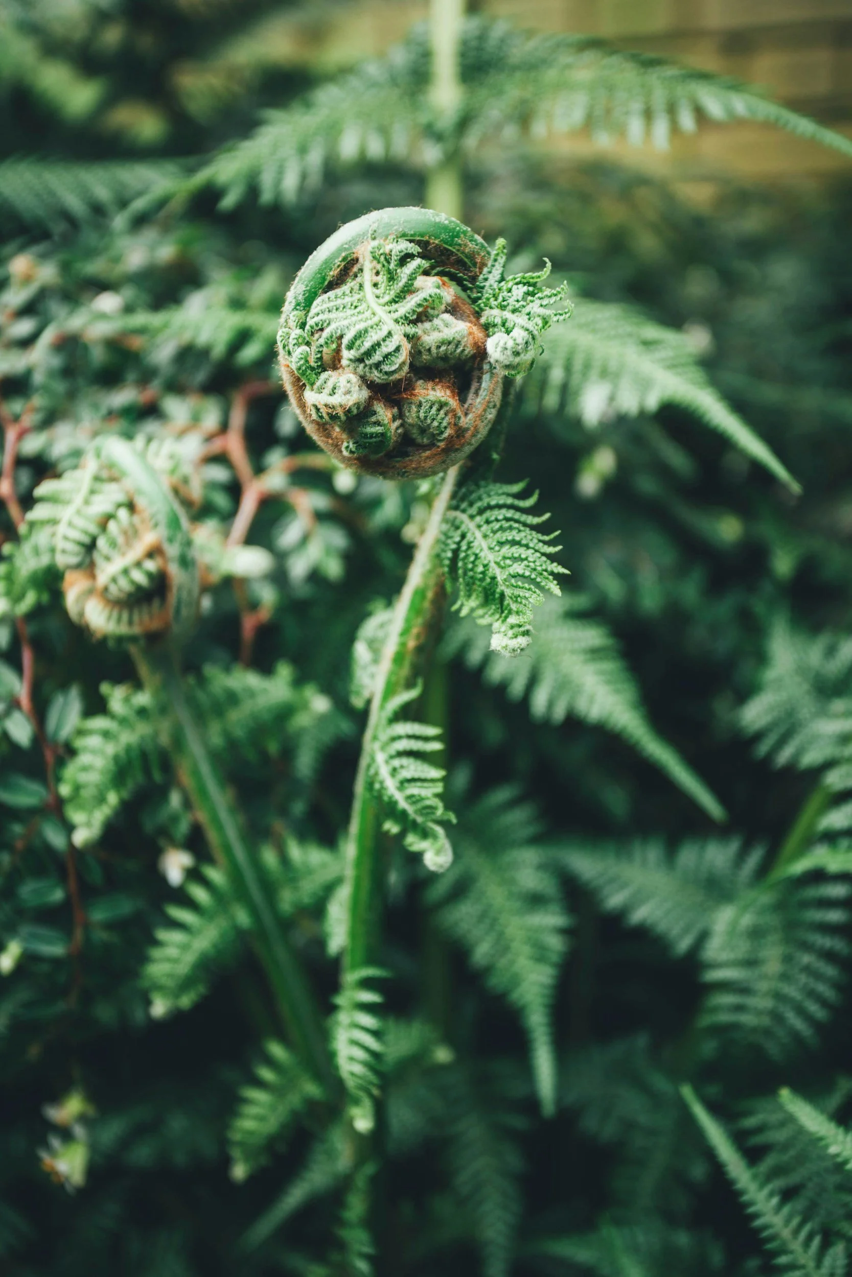 silver fern frond curled up