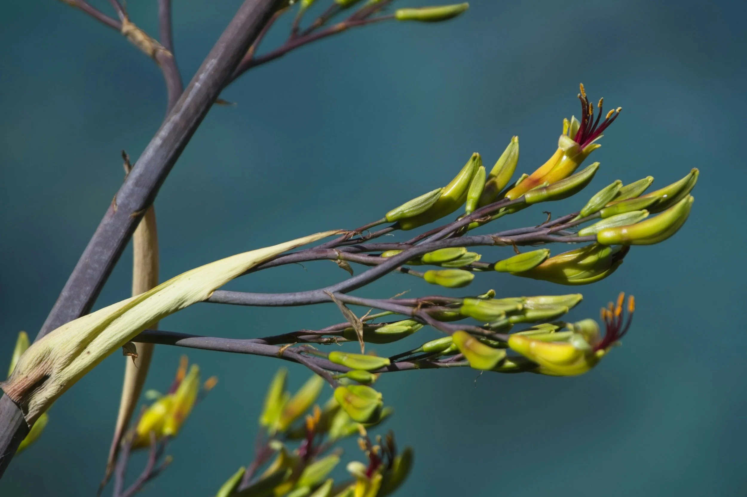 branch of flowering flax bush