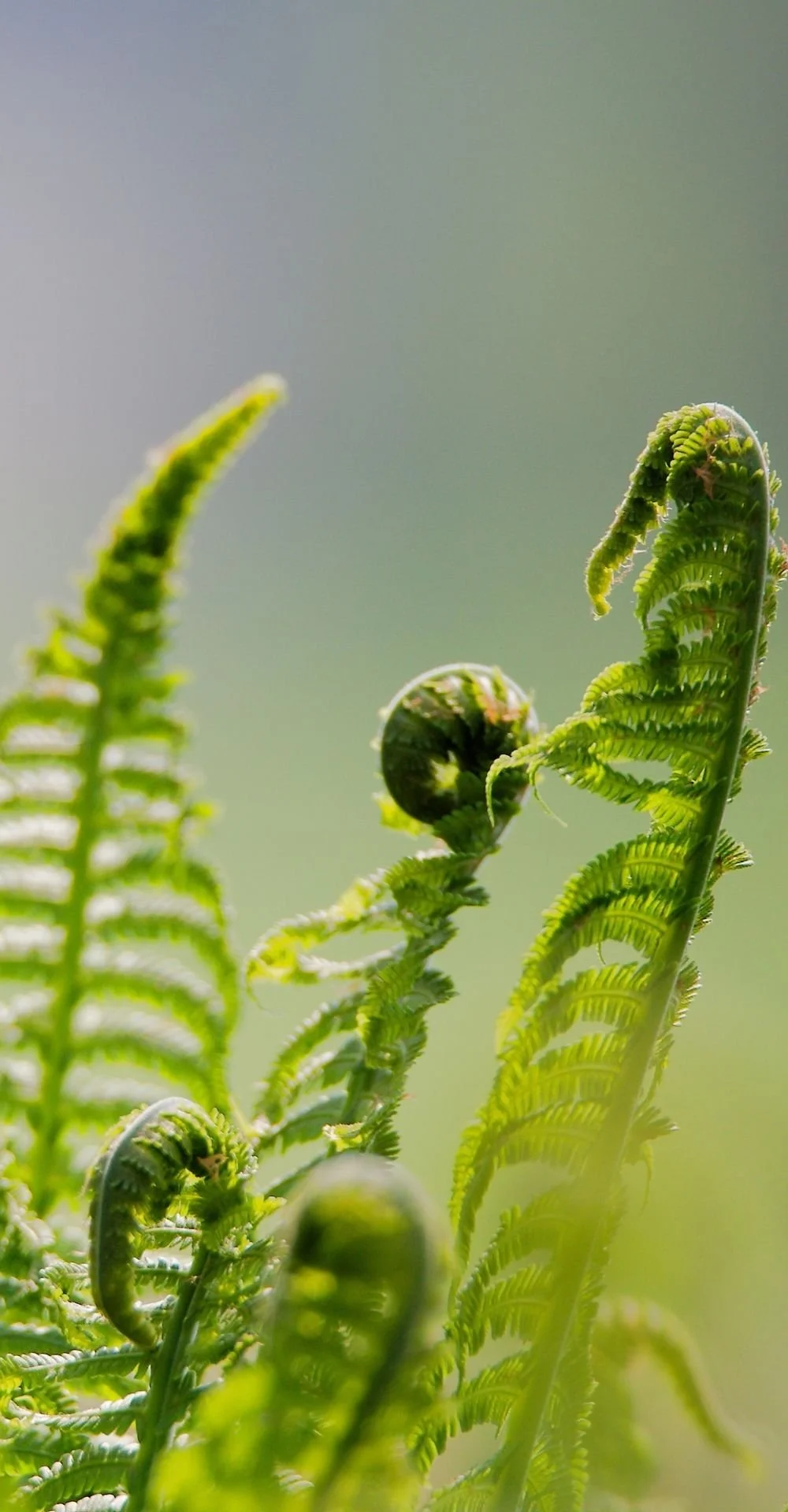 small fern fronds curled close-up