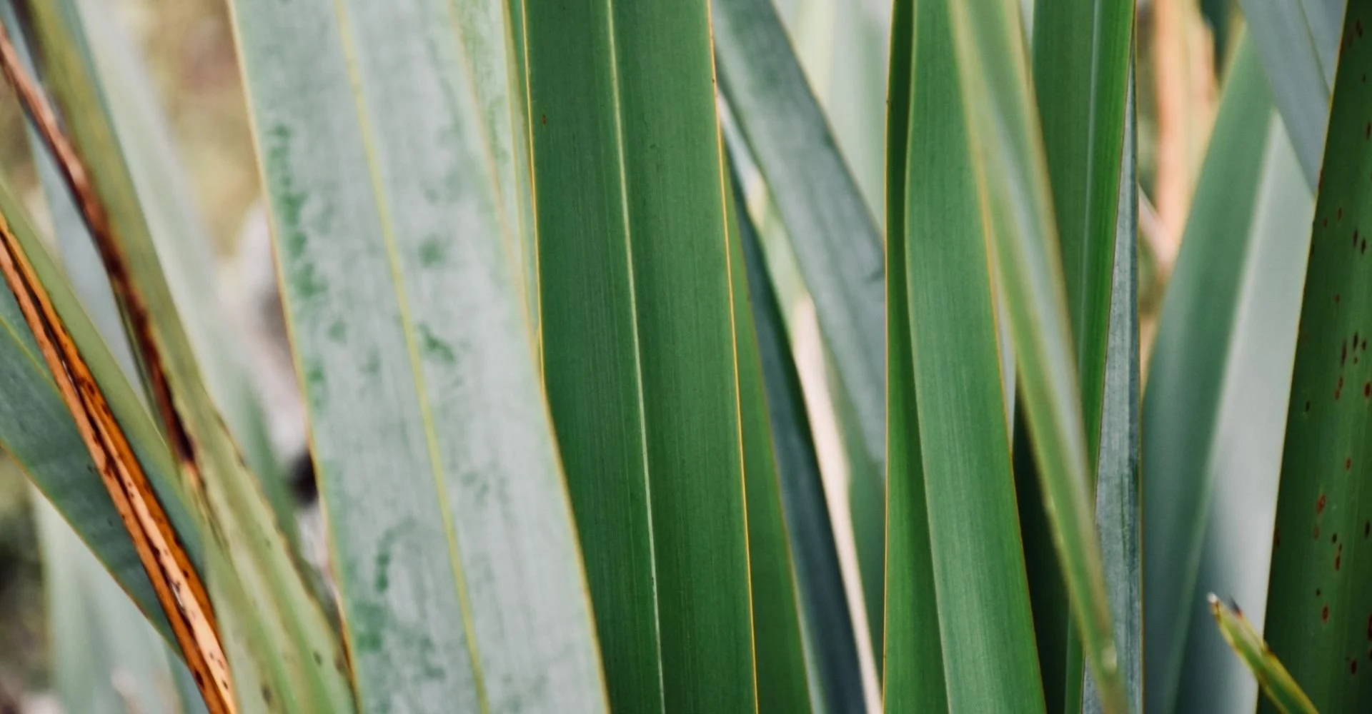 harakeke/flax leaves close-up.