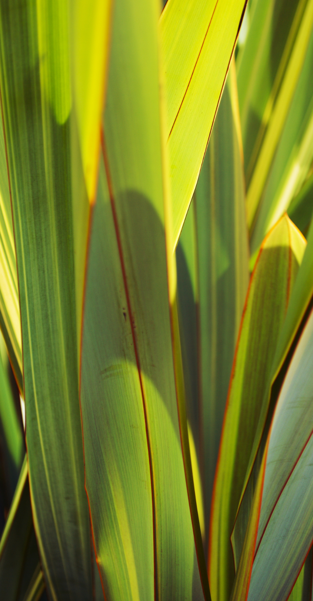 Close up image of green harakeke flax leaves