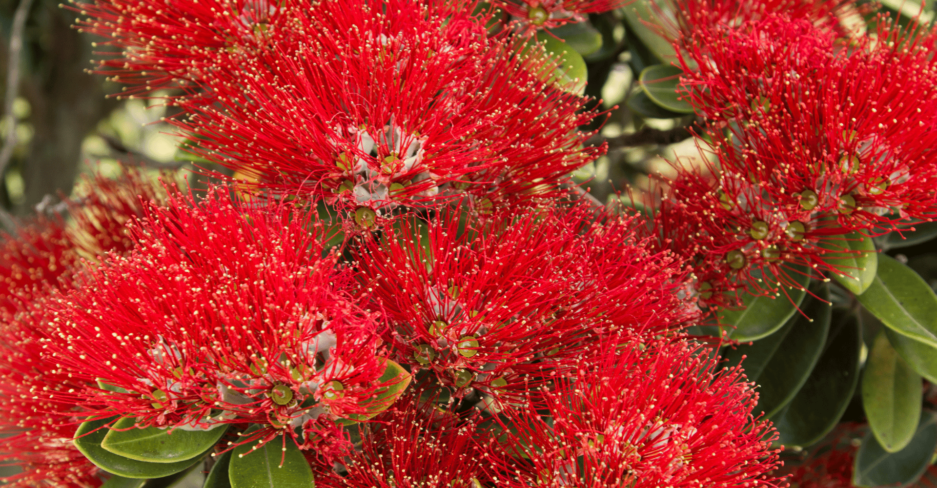 vibrant-red-pohutukawa-flowers-closeup
