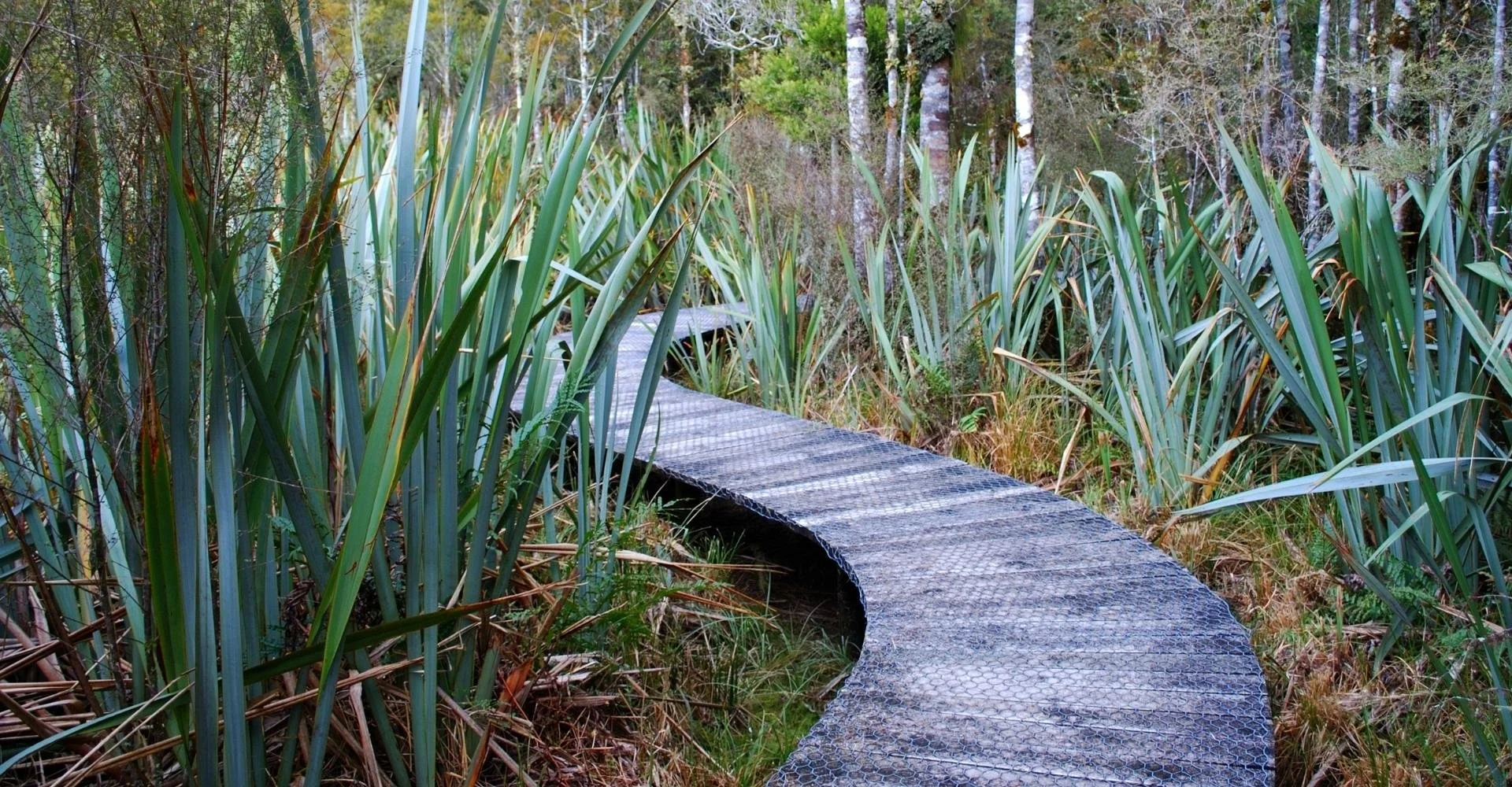 a curved raised wooden path surrounded by flax and trees in the bush.