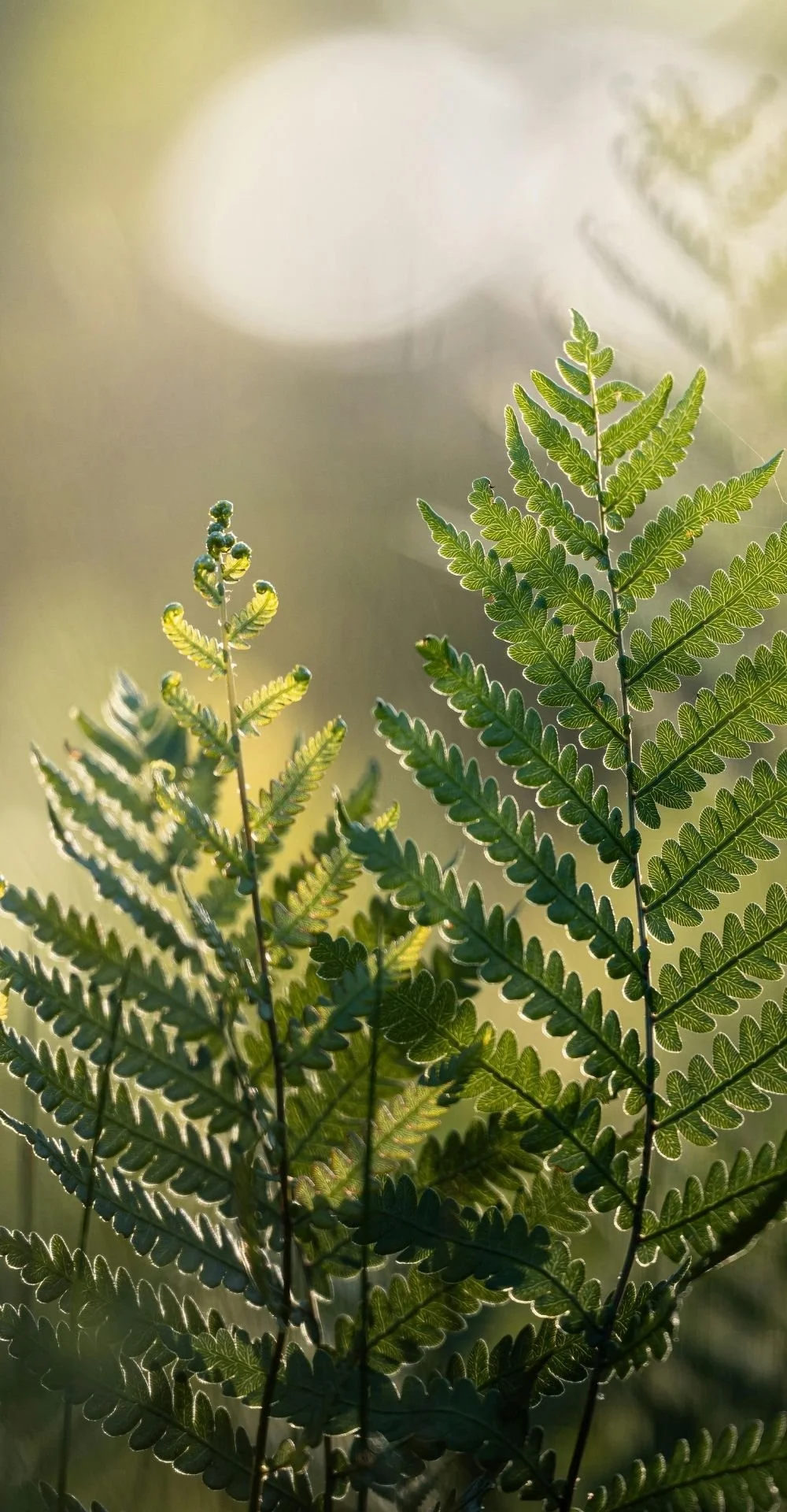 fern leaves close-up backed with sunlight