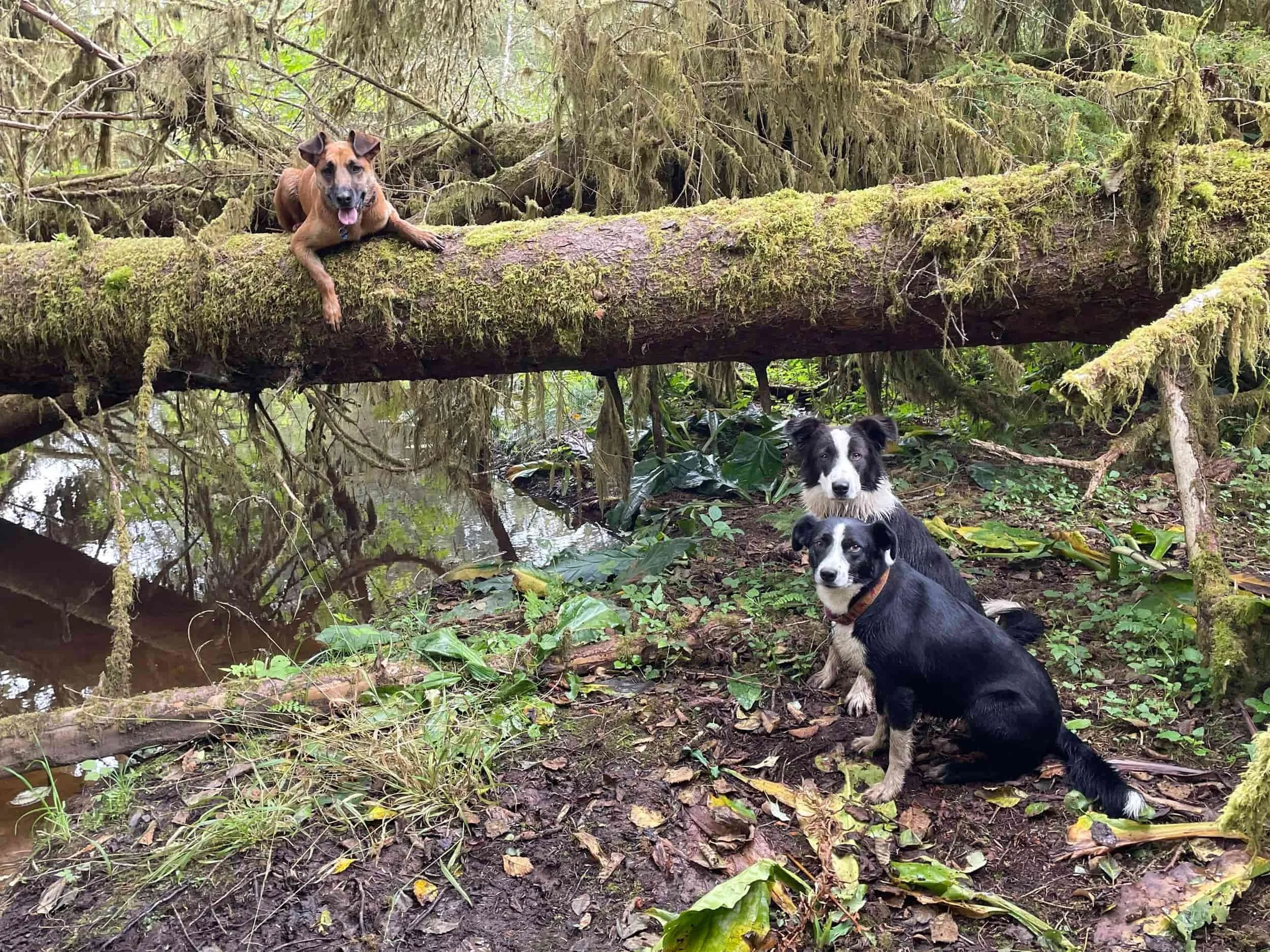 Three dogs in a lush, green forest with moss-covered trees. Two dogs are sitting on the ground in front of a fallen tree, while one dog is lying on top of the fallen tree.
