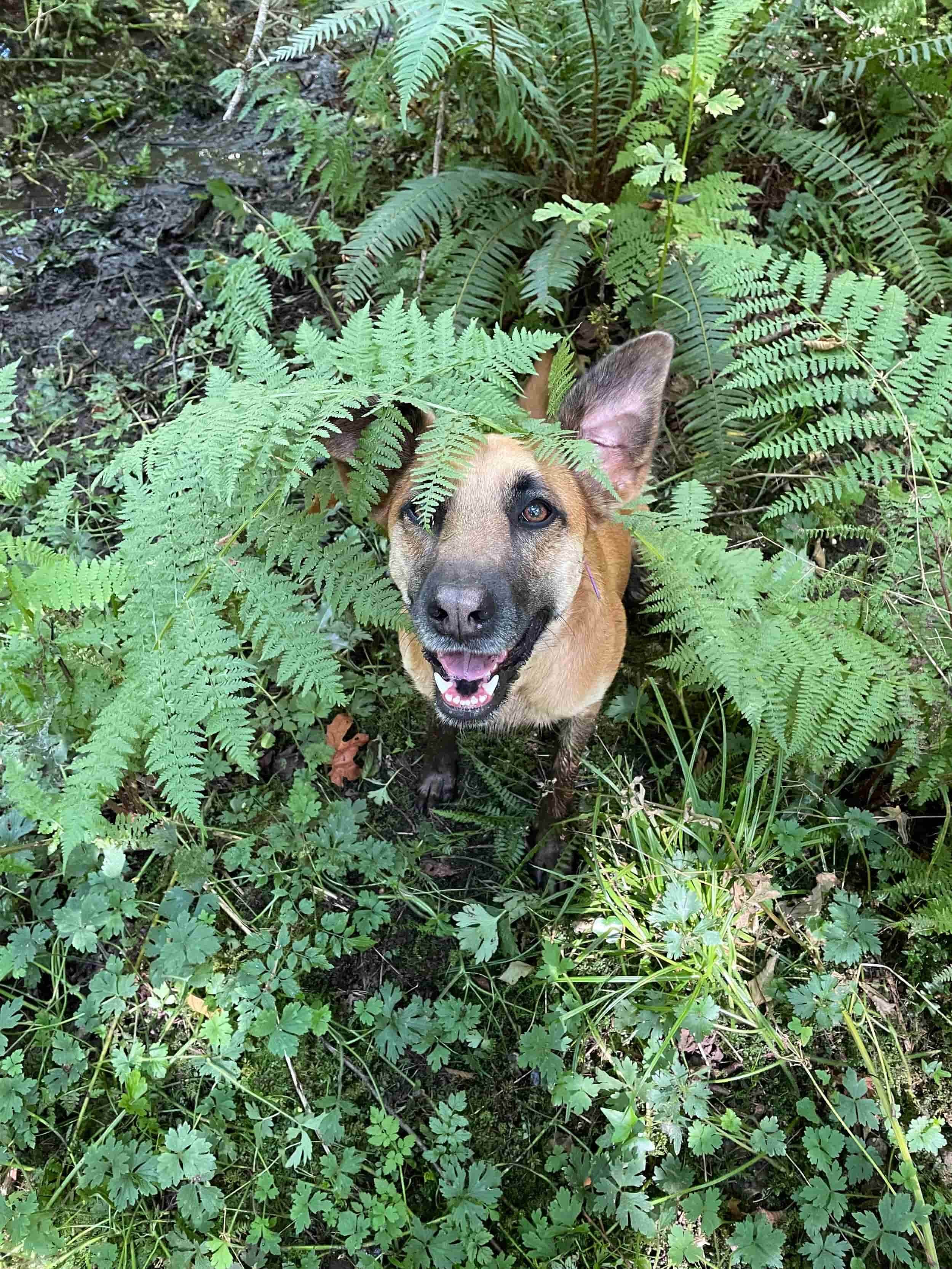 Happy dog with tan coat and dark face in a lush green fern-filled forest.