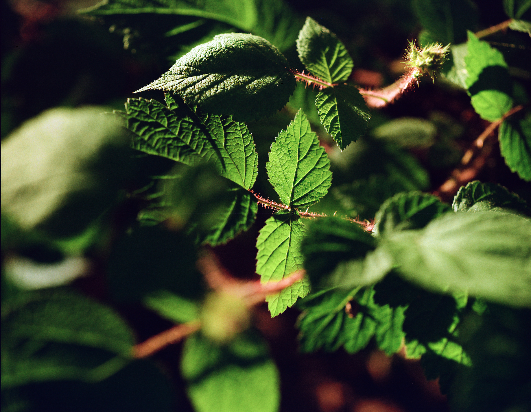 Screen Shot 2024-07-26 at 12.59.25 PM.png