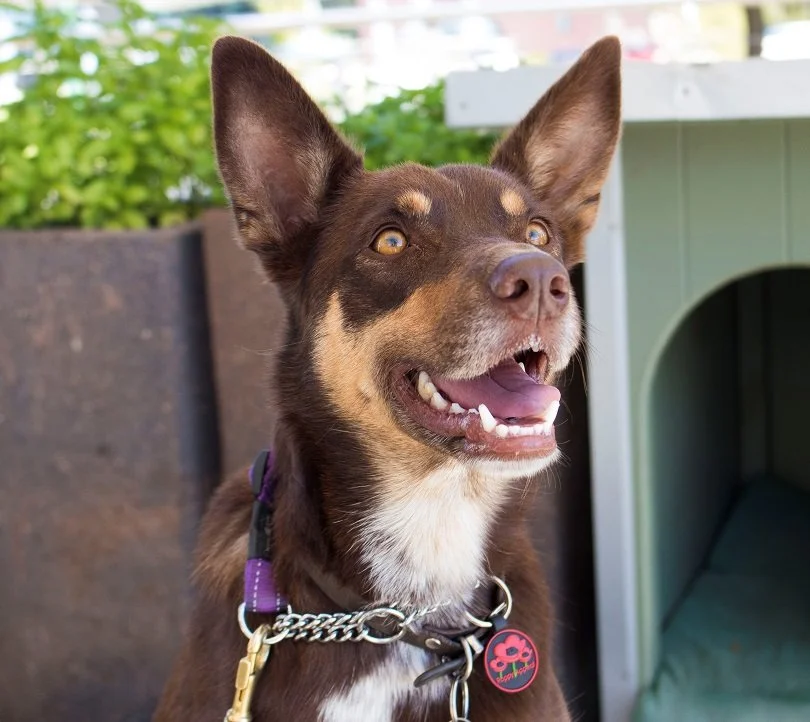 Bendigo Cafe Bring Your Dog.jpg