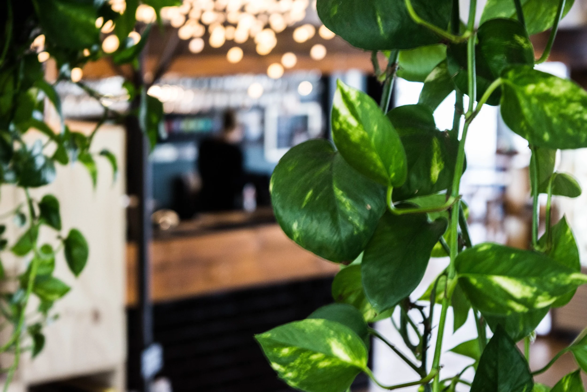 Bendigo Cafe Venue Plants.jpg