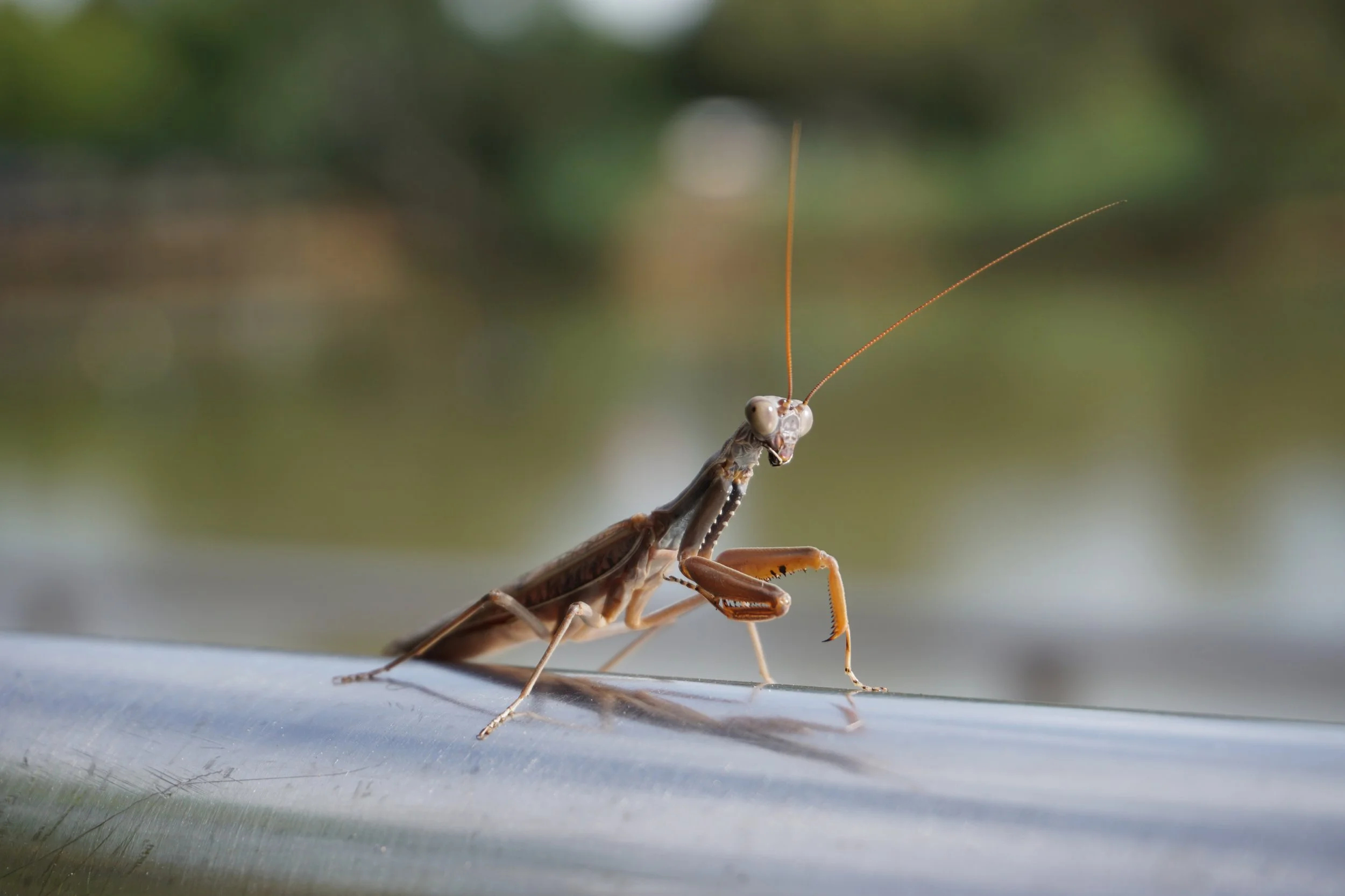 Bendigo Cafe Soothing Nature.JPG