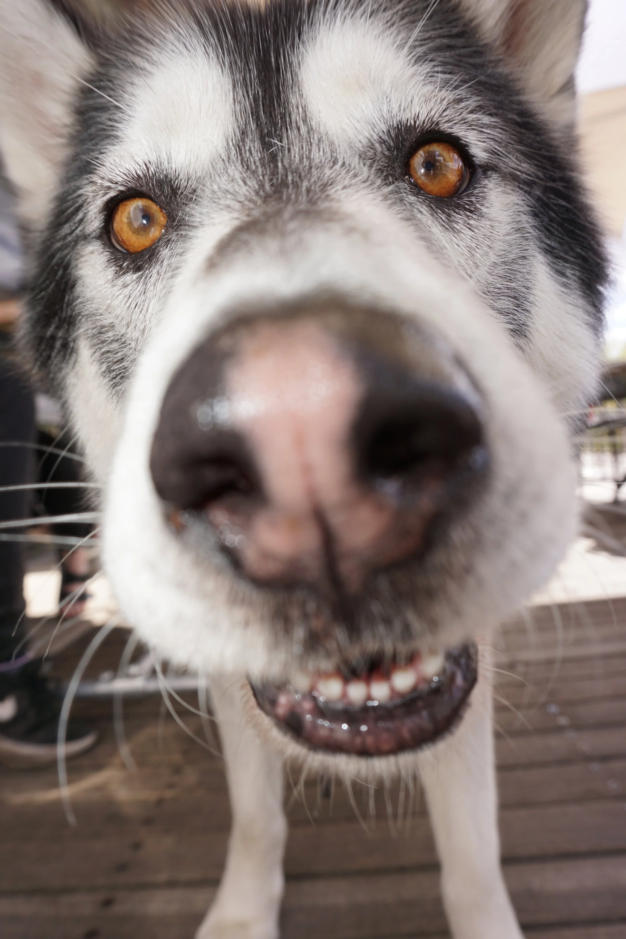 Dog Friendly Cafe Bendigo.JPG