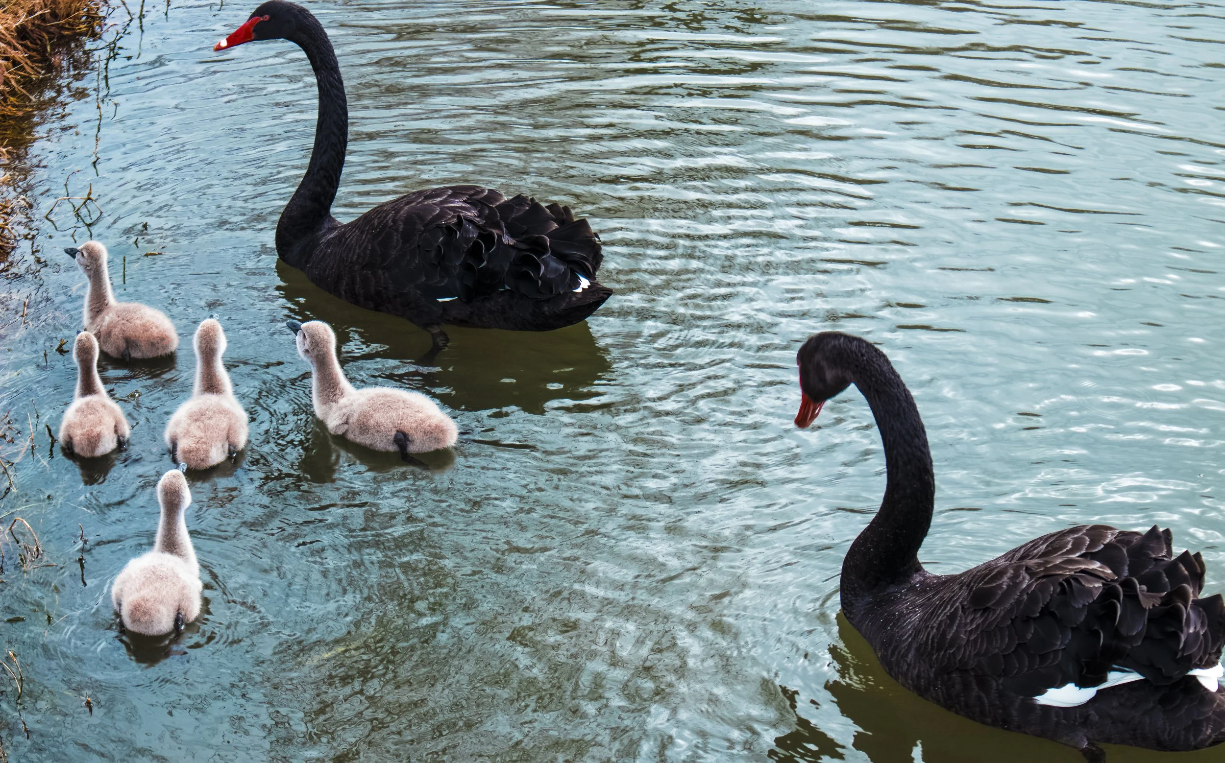 Bendigo Cafe Nature Environment.JPG