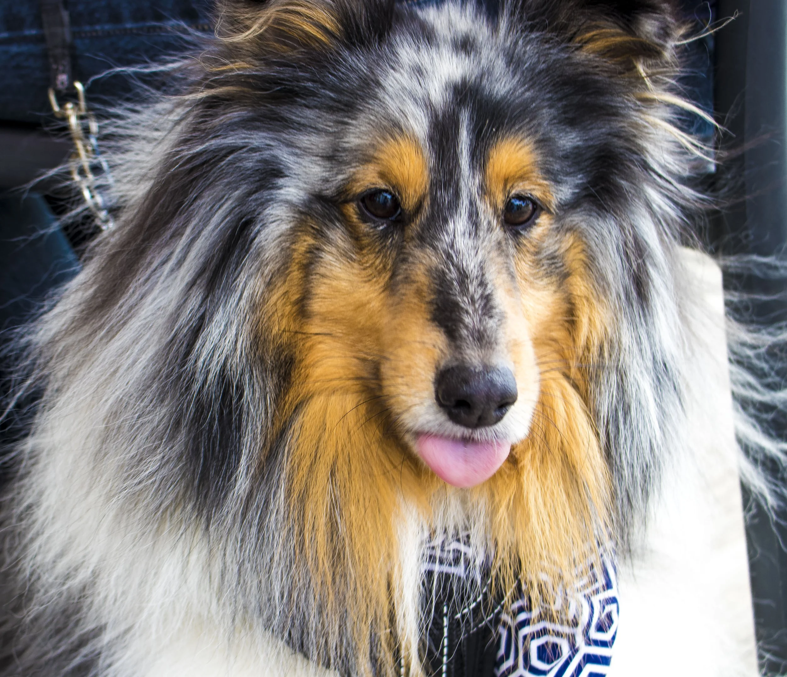 Bendigo Cafe Dog Menu.JPG