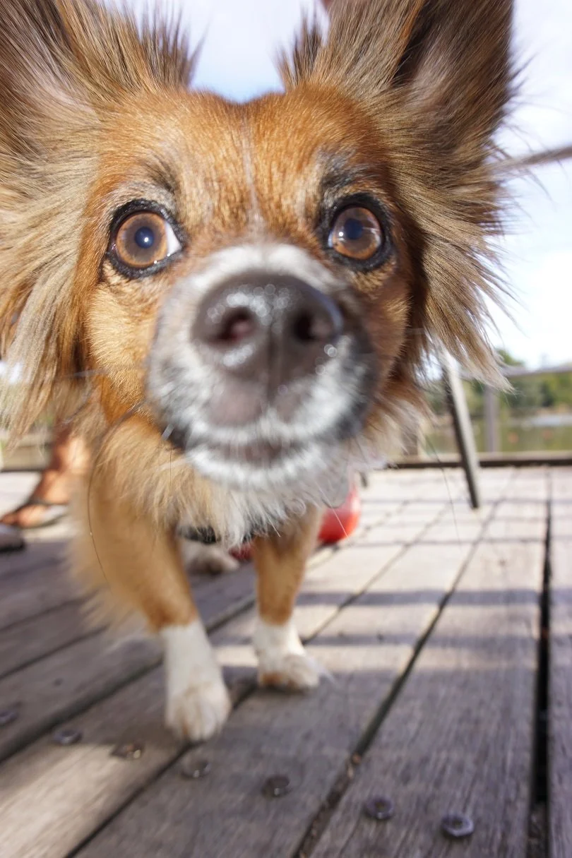 Cafe Bendigo Dog Friendly.jpg