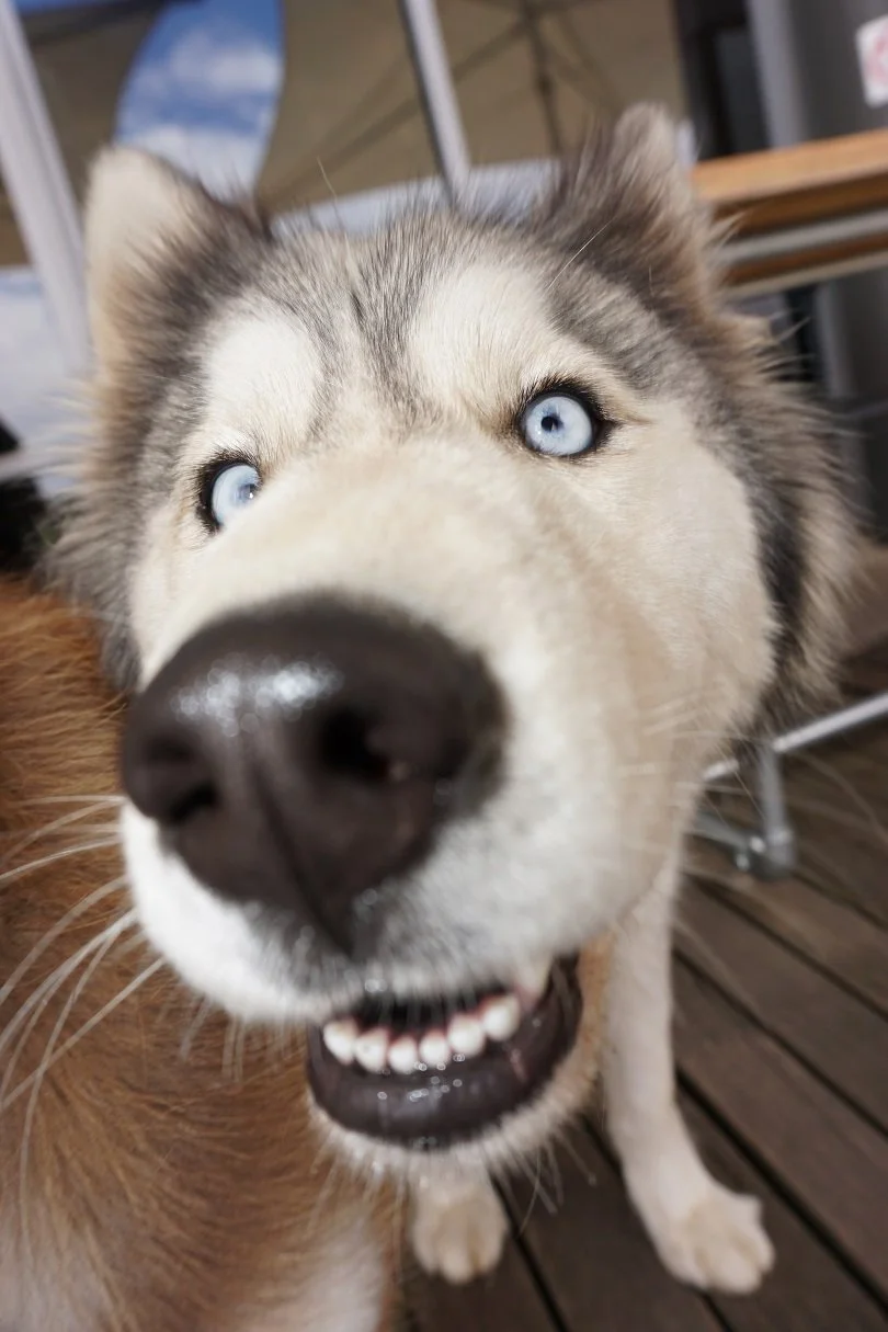 Whitby Bendigo Dog Friendly.jpg