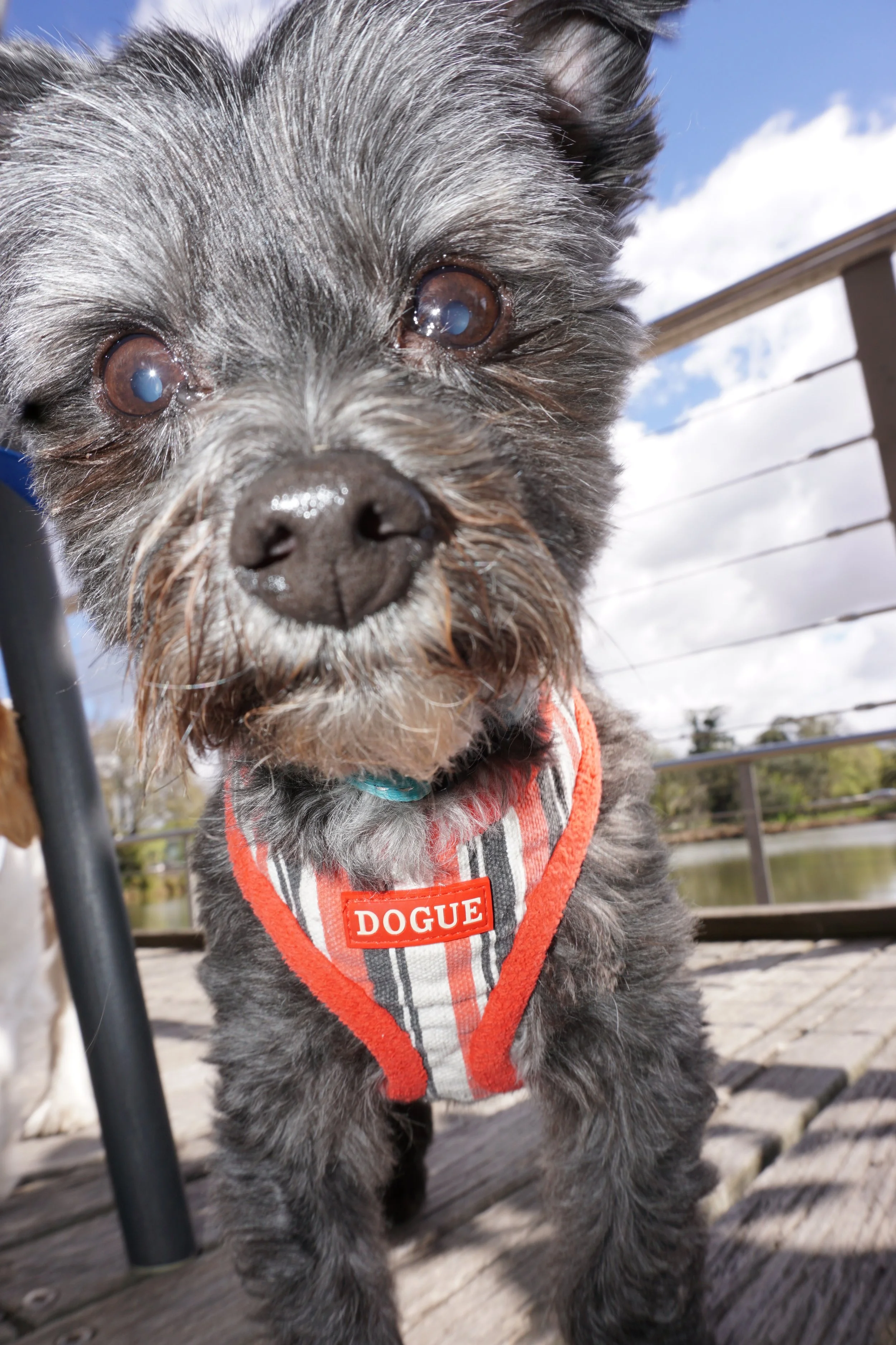 Bendigo Cafe Dog Friendly.JPG