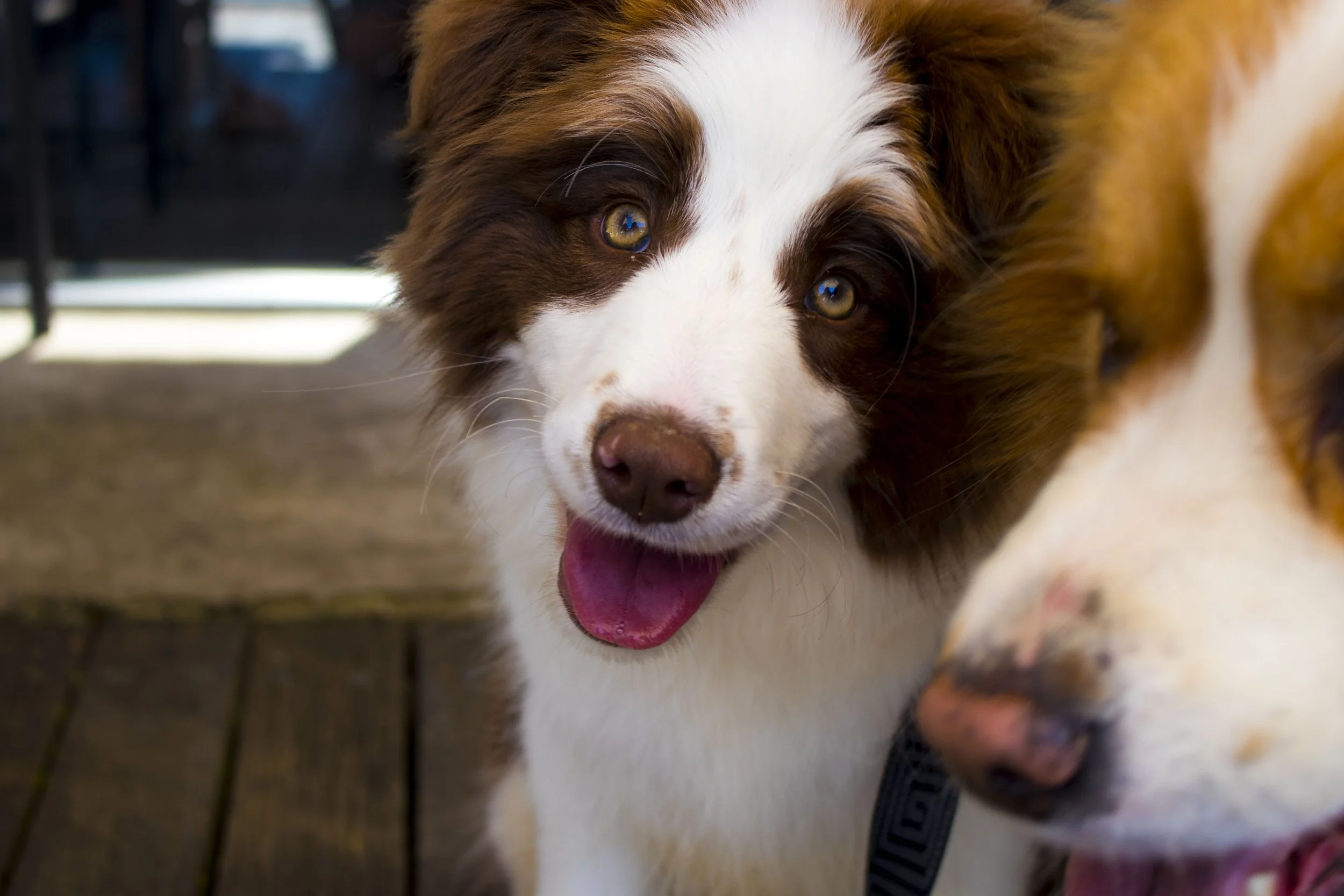 Four Legged Friends Bendigo Cafe.JPG
