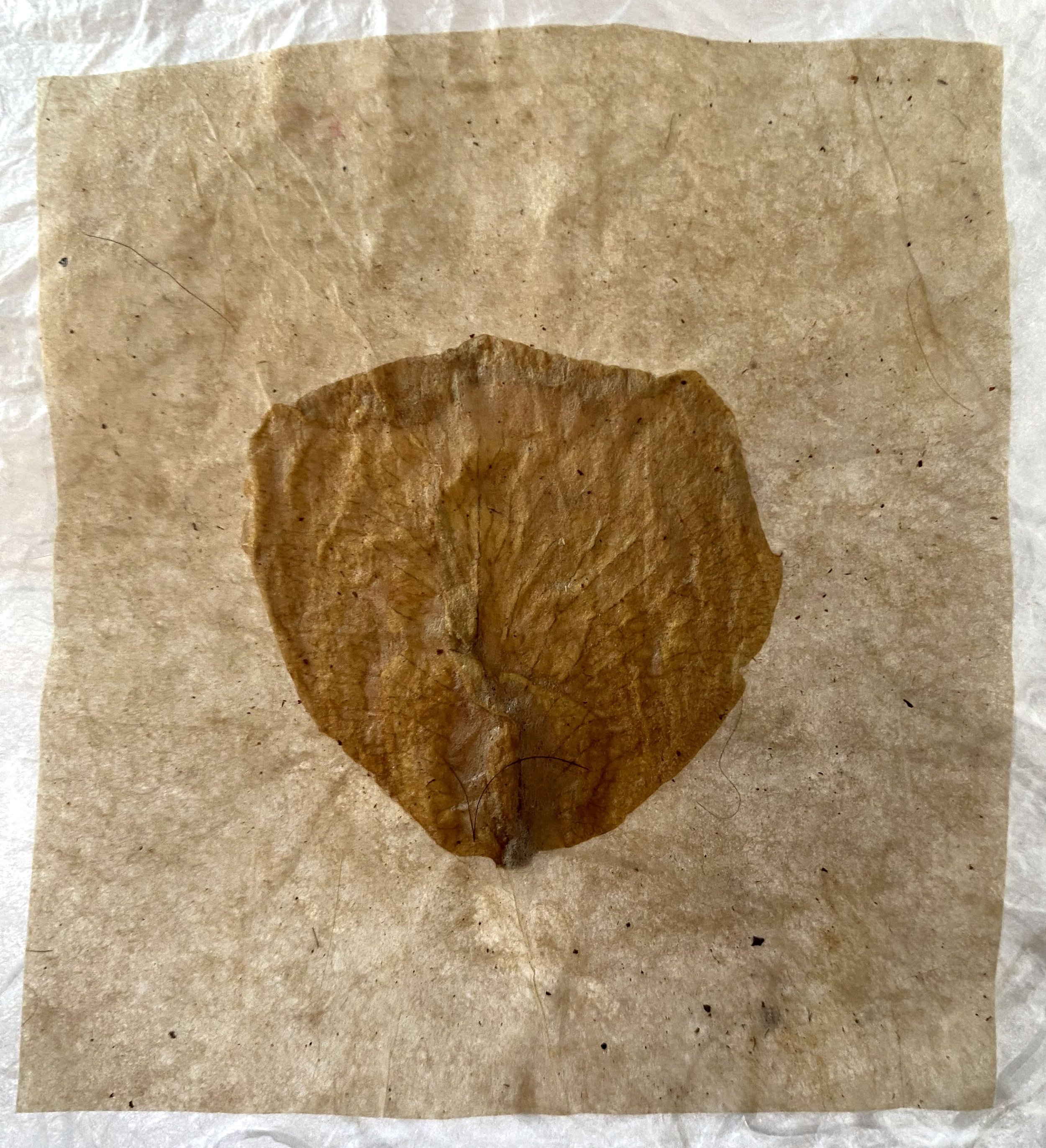 felixpetaldetail.jpg