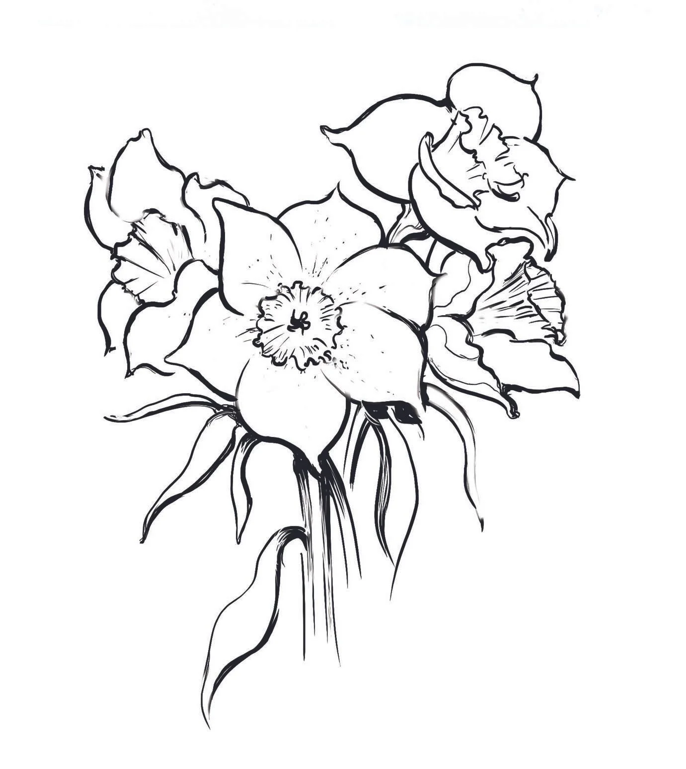 daffodils b&w.jpg