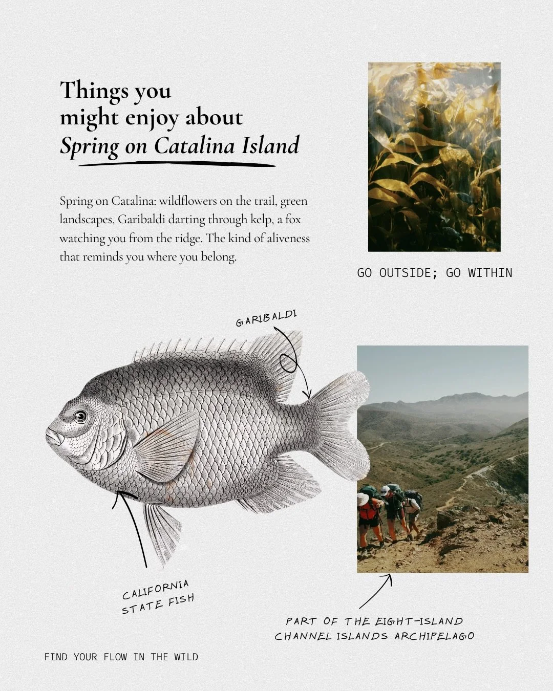 Things you might enjoy about spring on Catalina.

Wildflowers on the trail, Garibaldi darting through kelp, a Catalina fox watching you from the ridge. Flying fish breaking the surface. The island smells like sage and sea. April feels like the right 