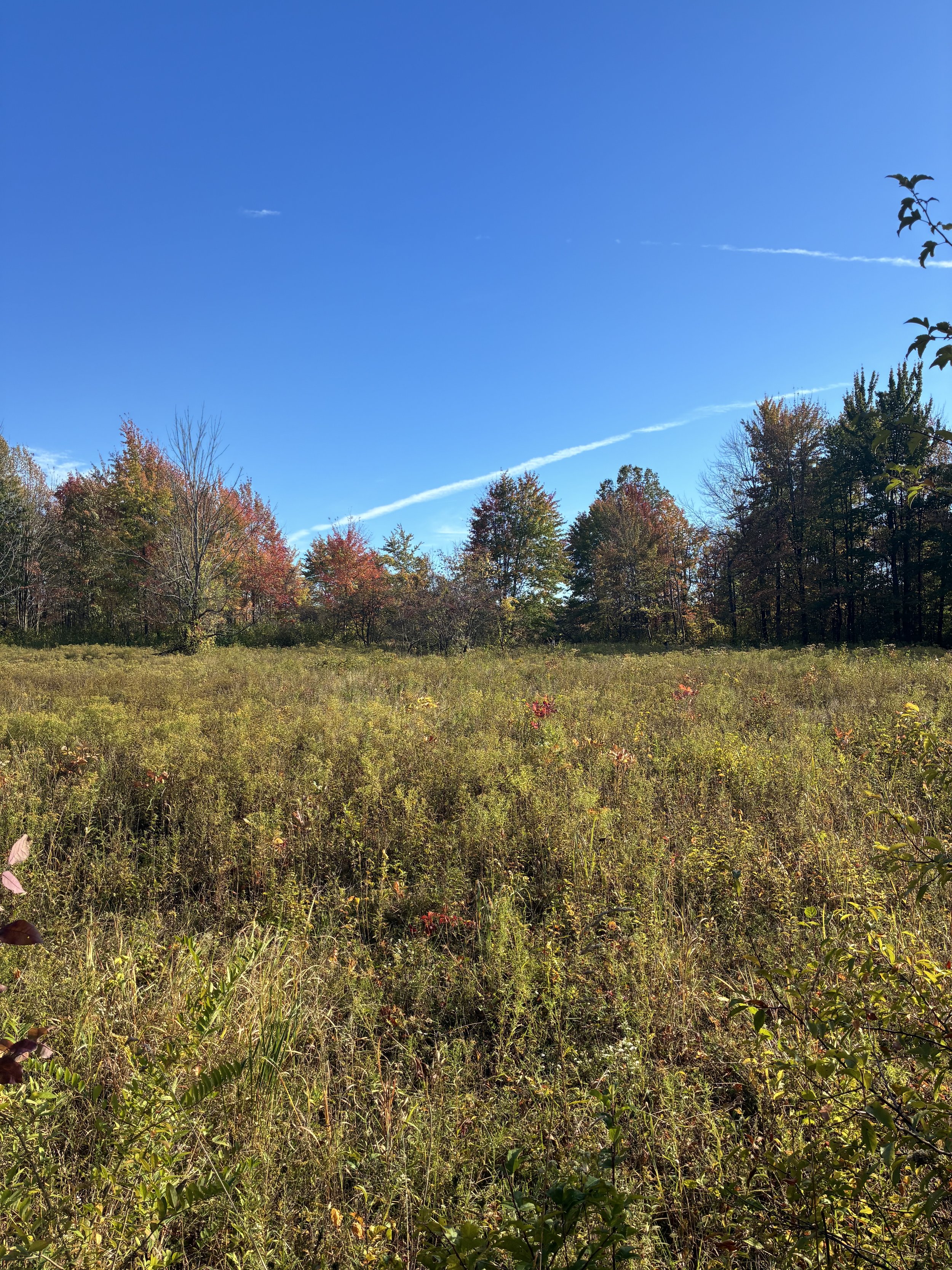 Stories in the Vale: A Reading Series