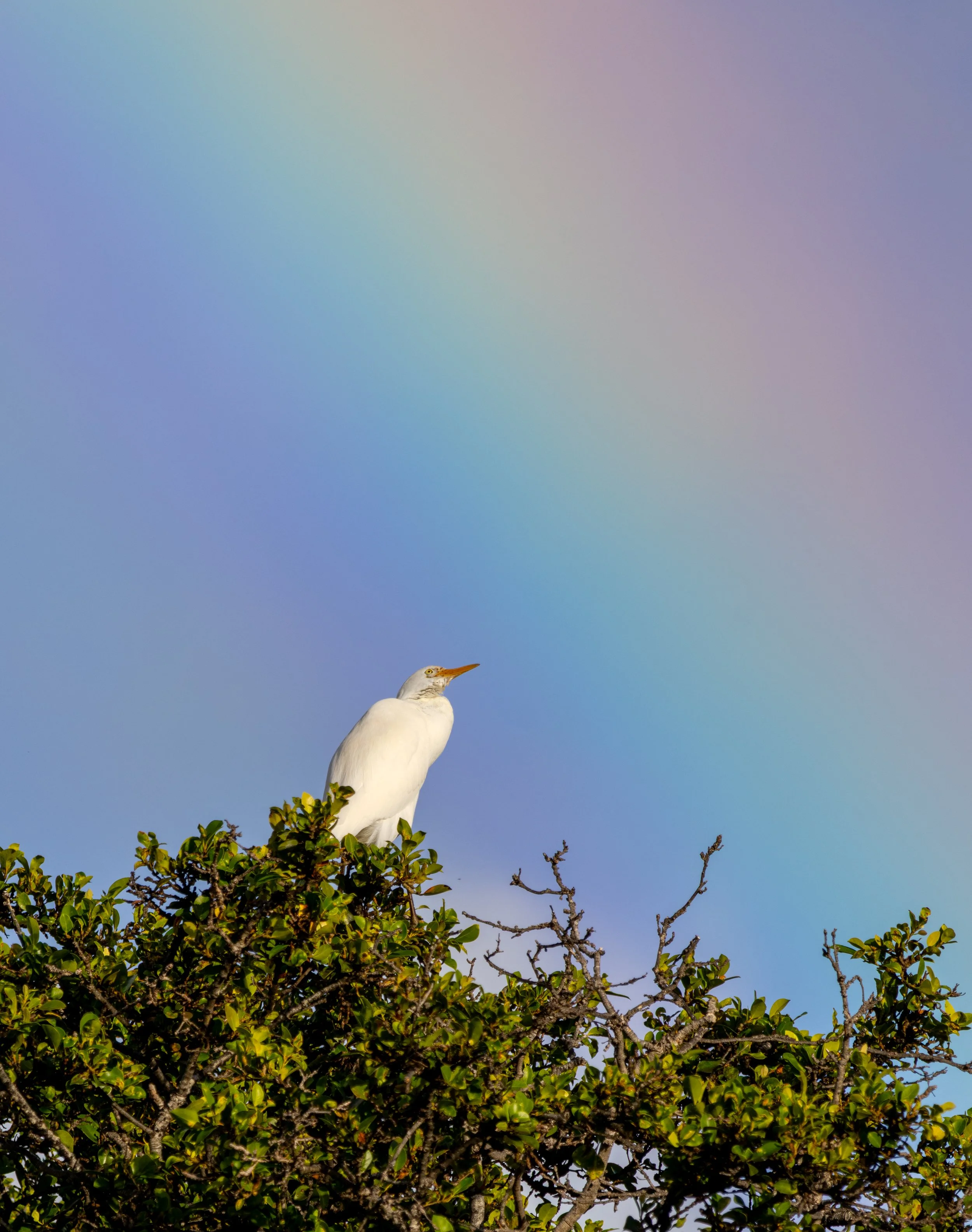 Egret with Rainbow