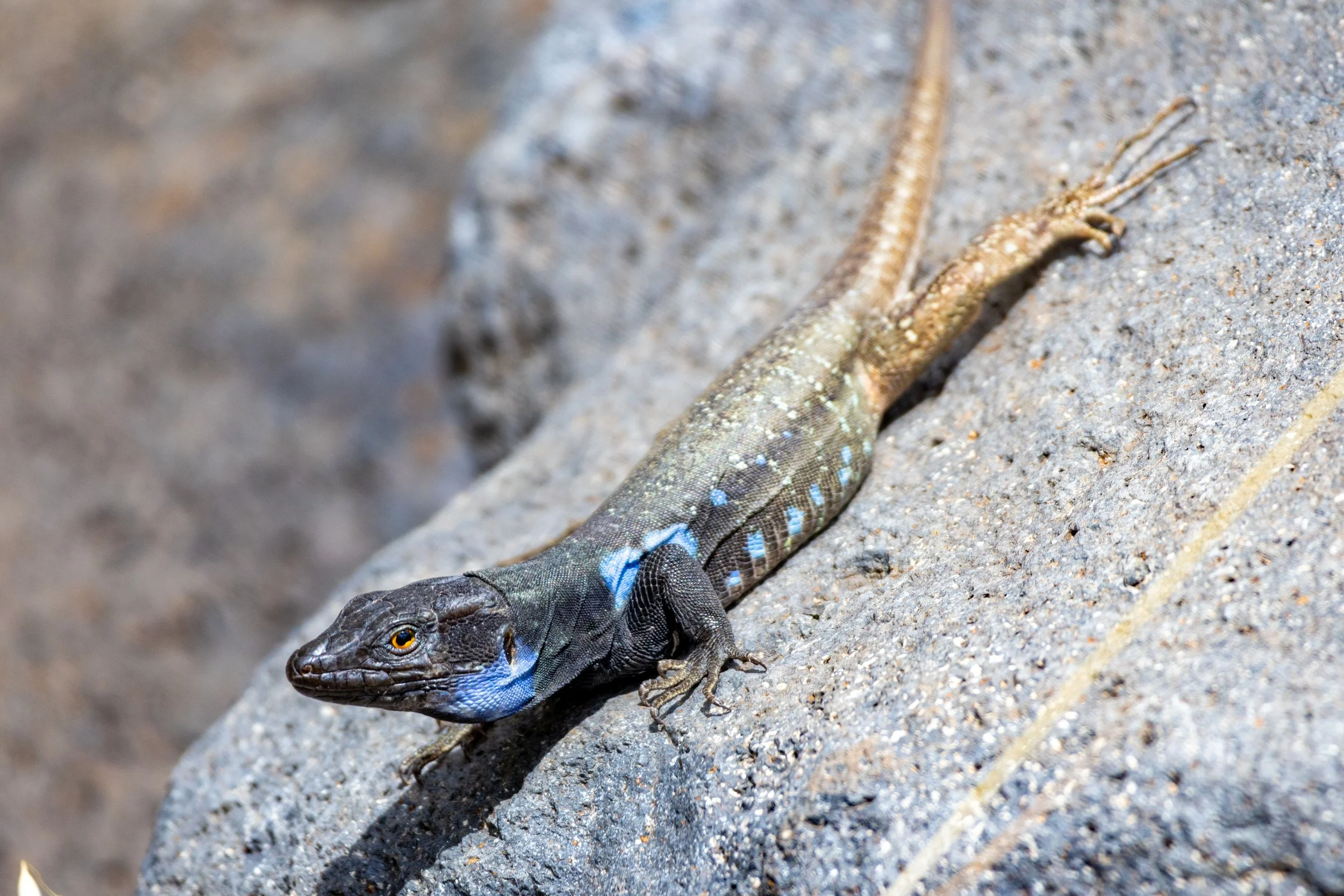 resized v1 tenerife lizard 1.jpg