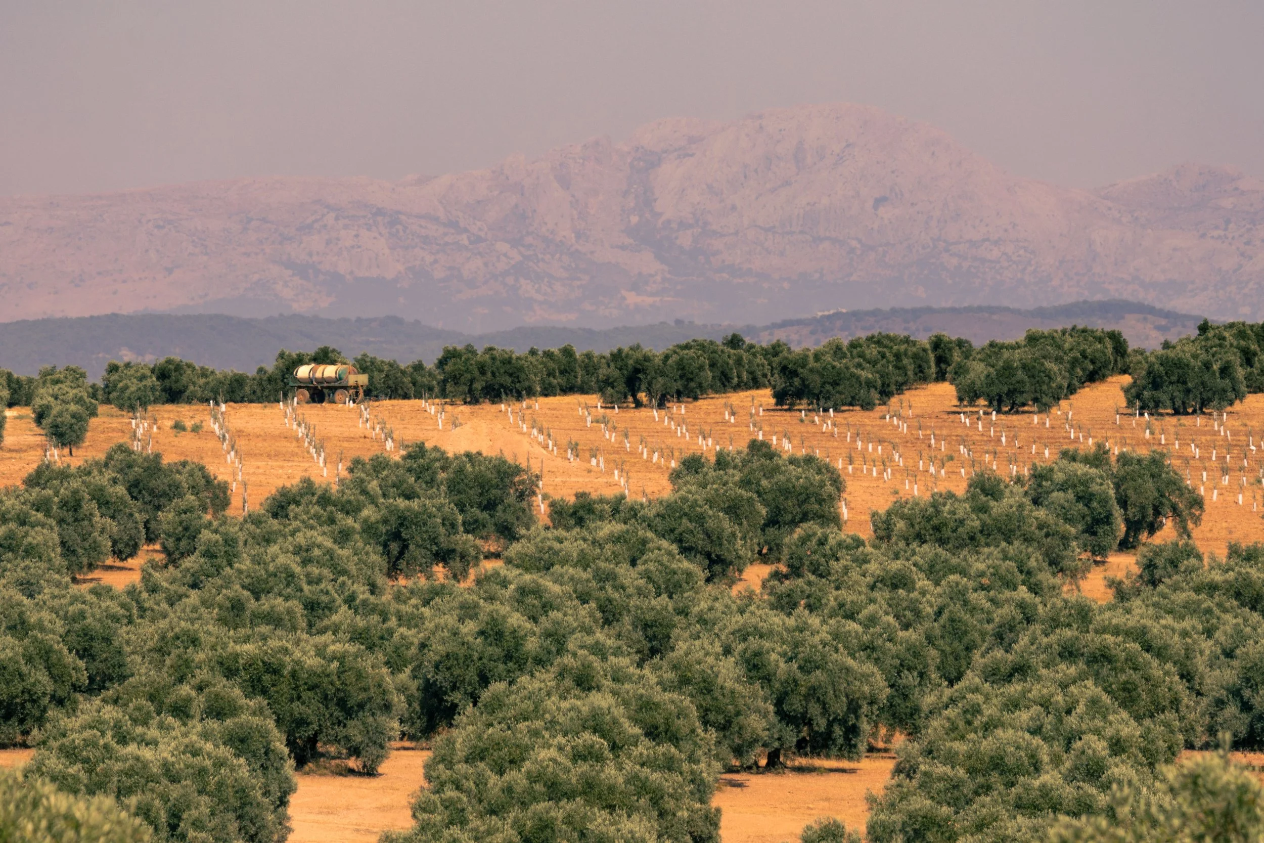 resized v1spain 1.jpg